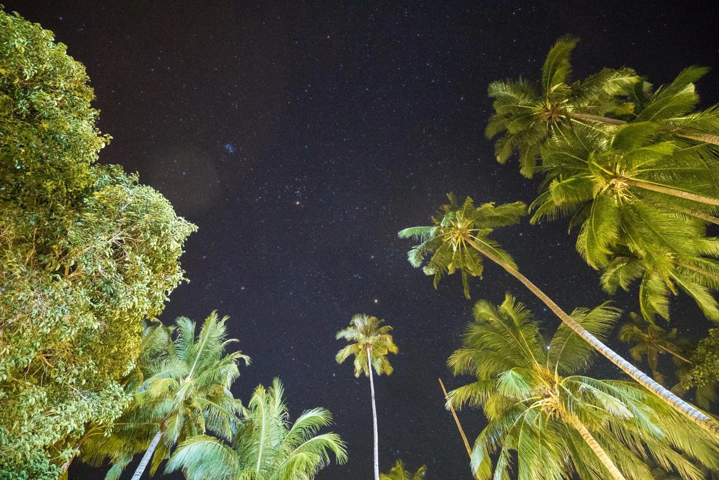 Garden view in 1511 Coconut Grove