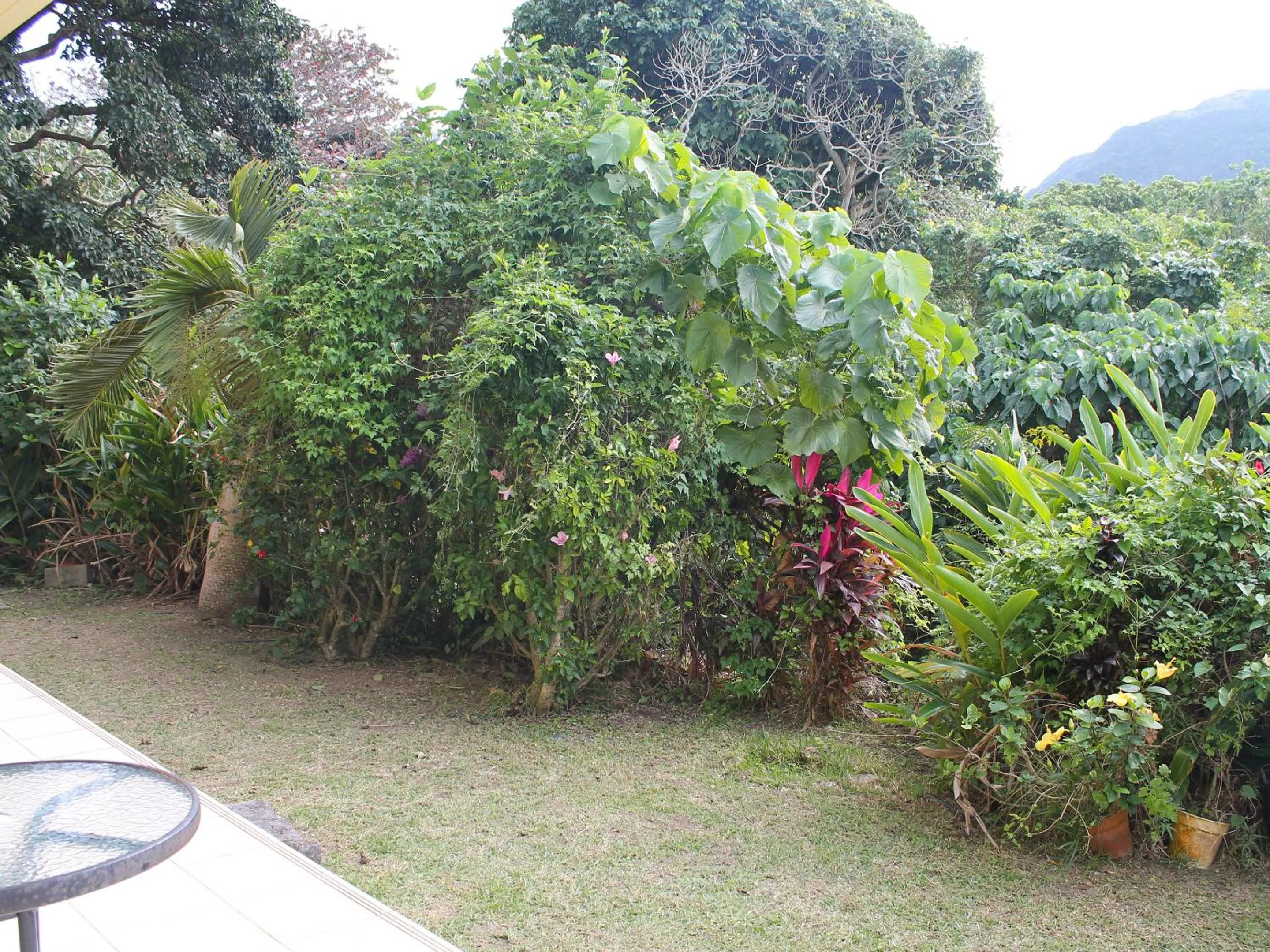Garden in Pine Shima Resort Coral Fish