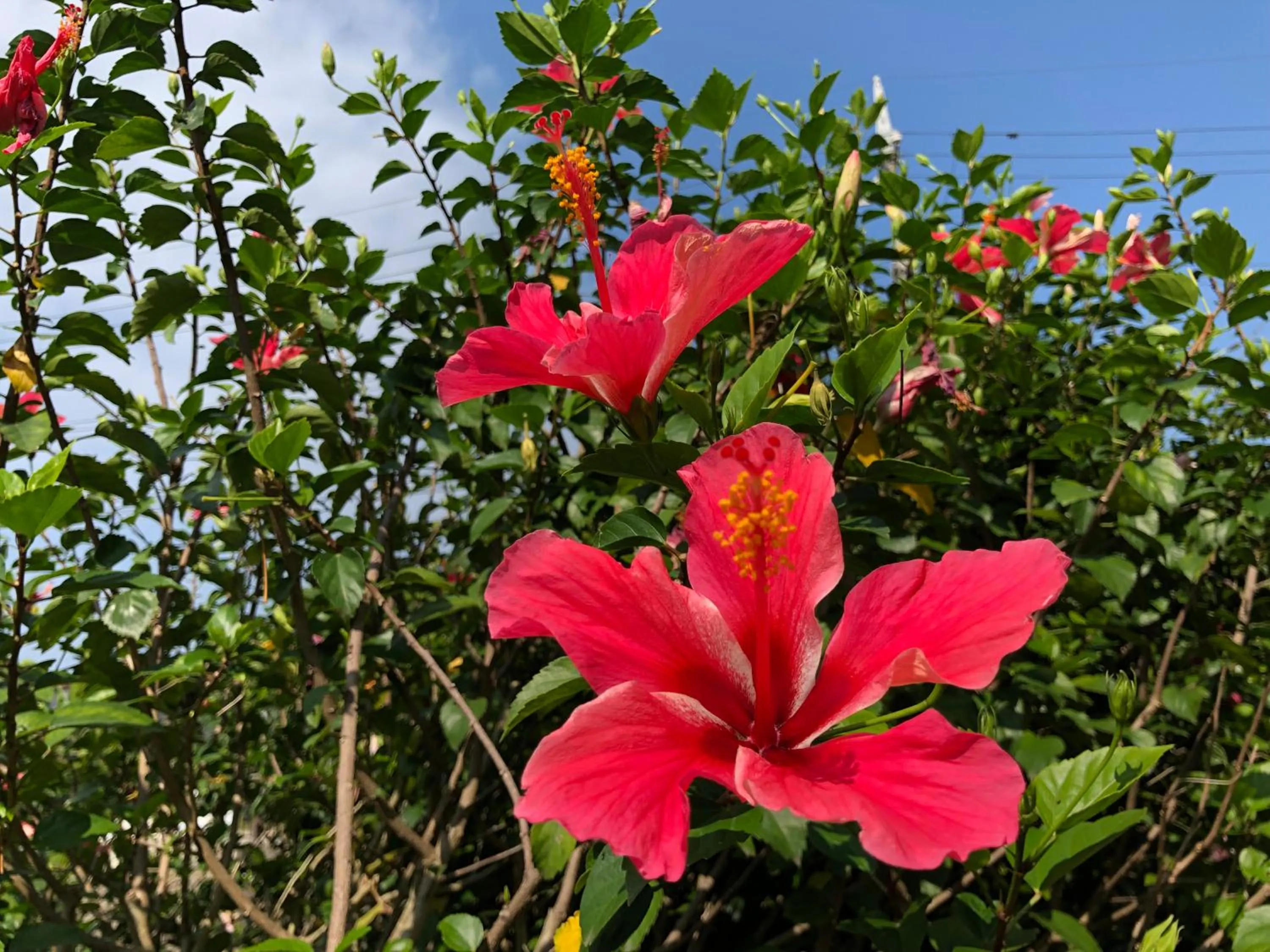 Off site in Pine Shima Resort Coral Fish
