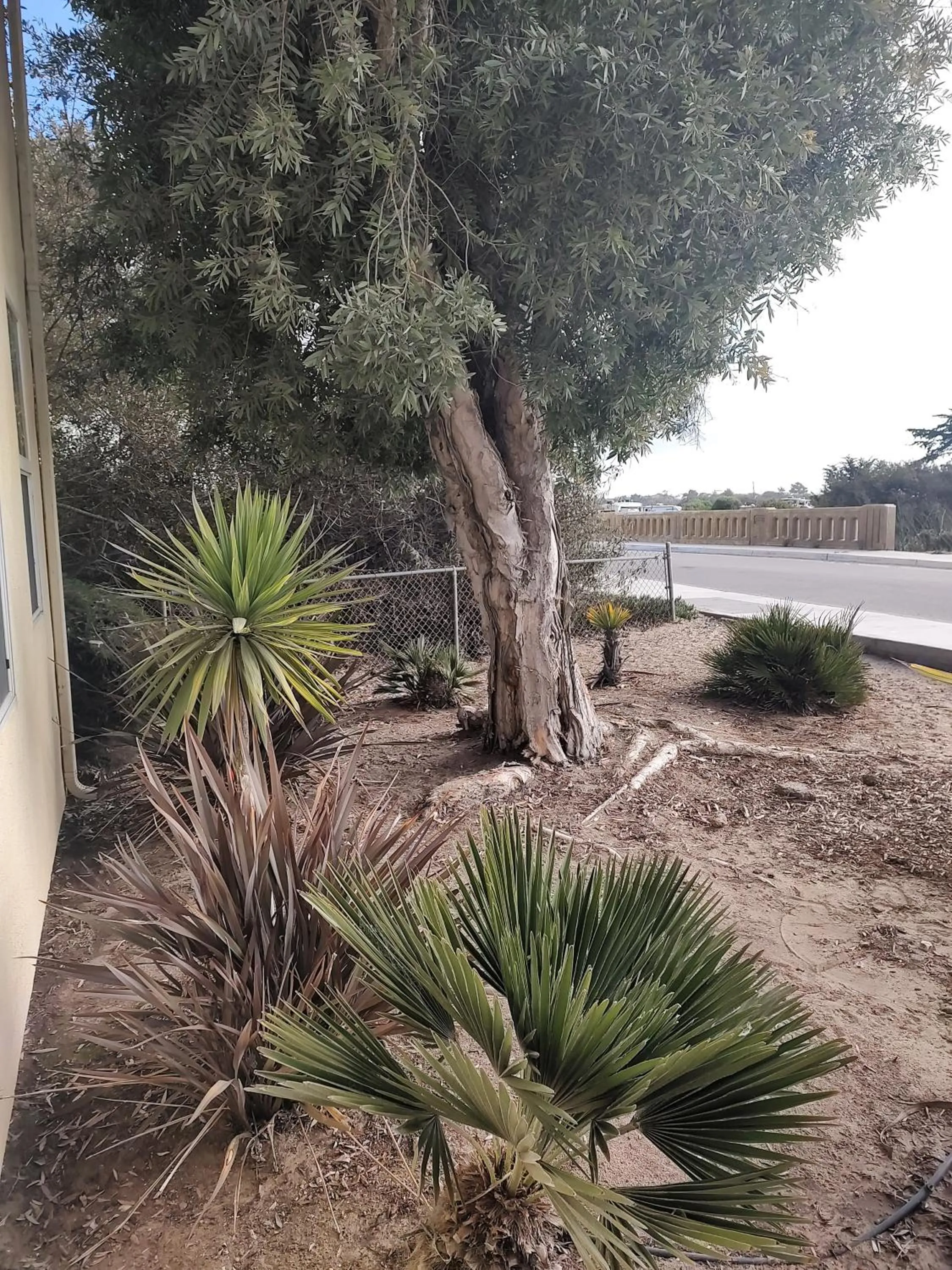 Balcony/Terrace in Pacific Plaza Resort