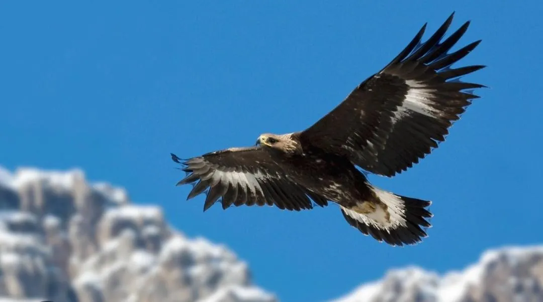 Other Animals in La Ghita