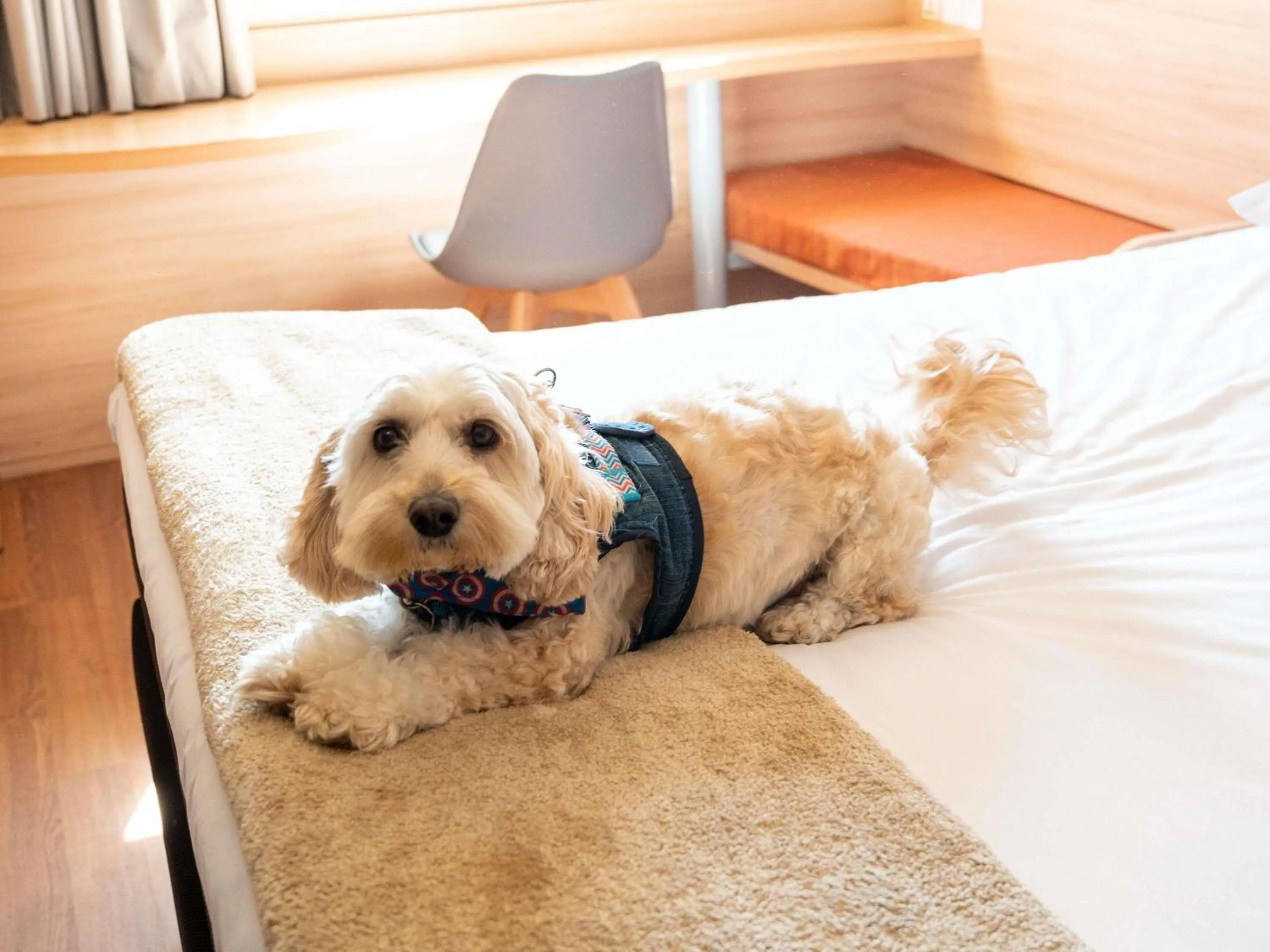 Bedroom in ibis Concepcion