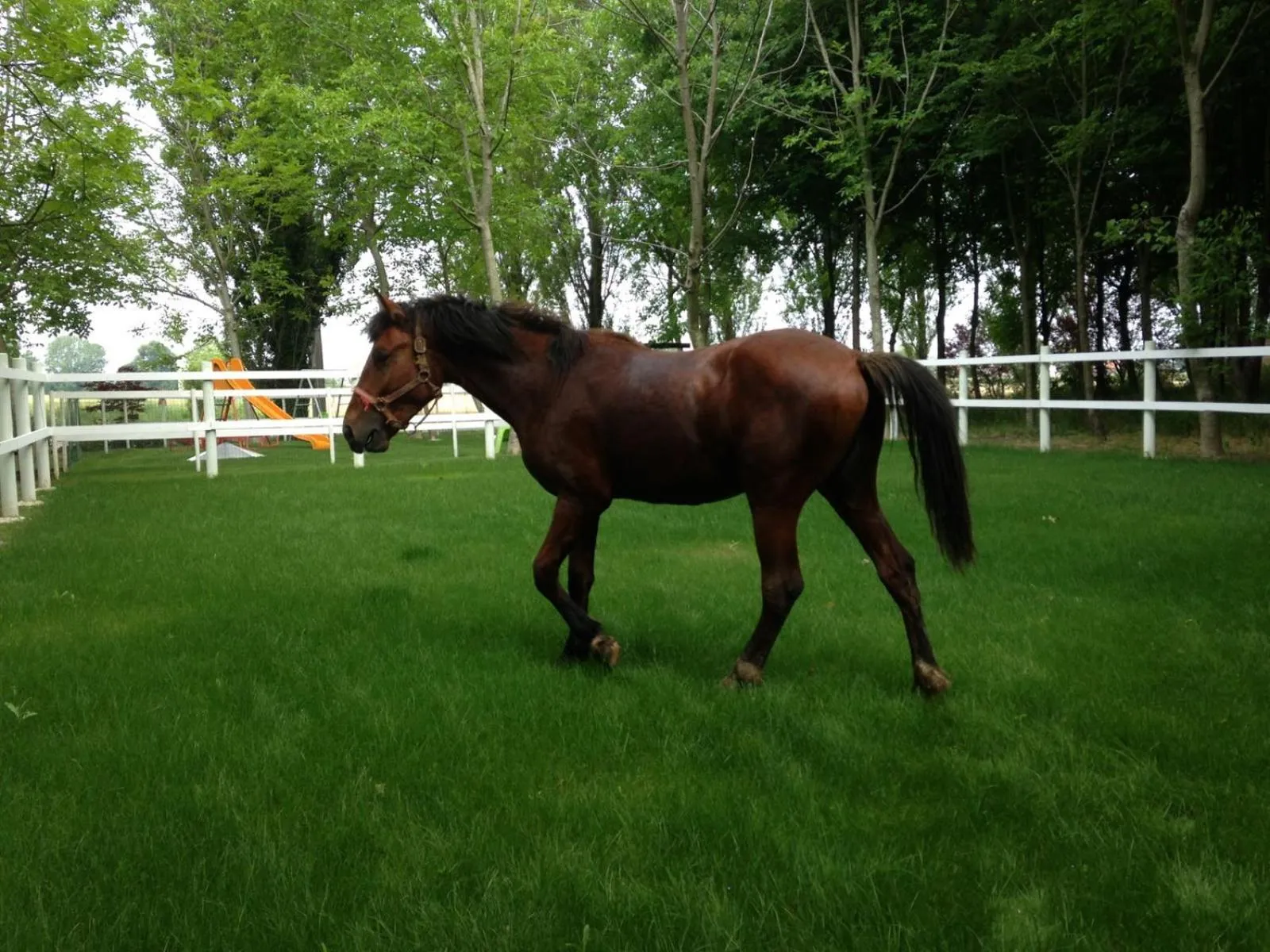 Animals in Agriturismo Corte Rocca