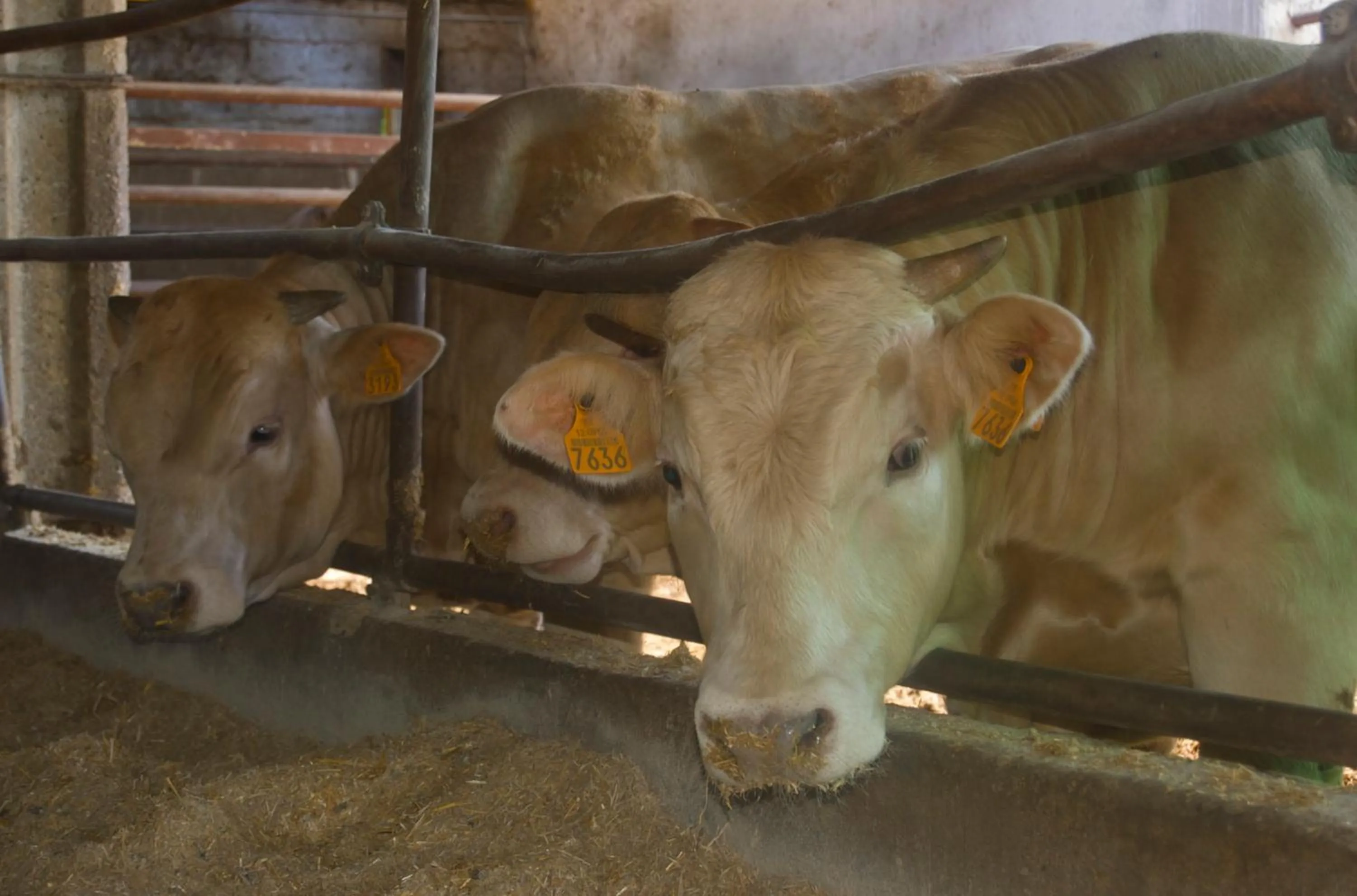 Animals in Agriturismo Corte Rocca