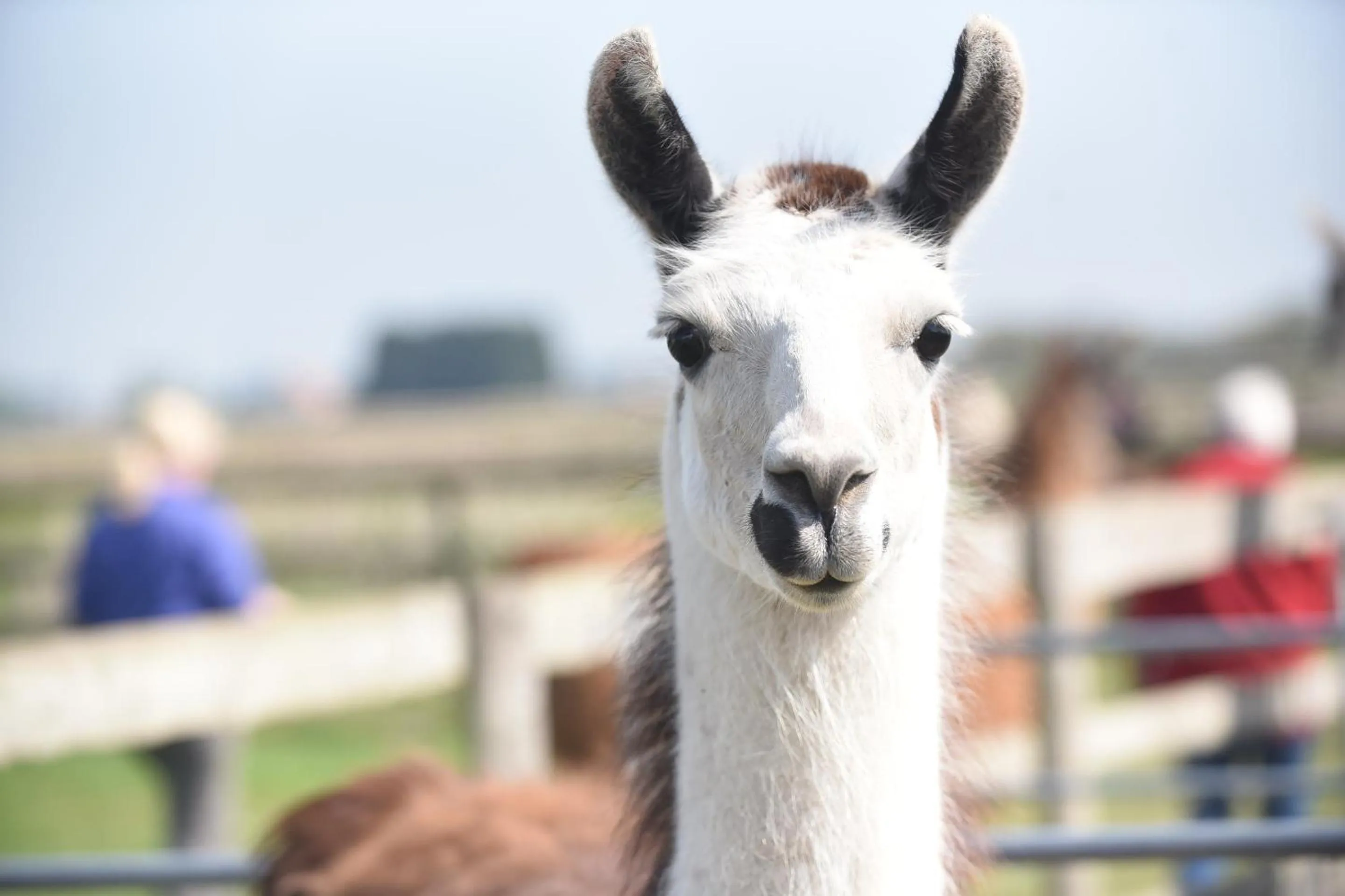 Activities in Glamping with Llamas