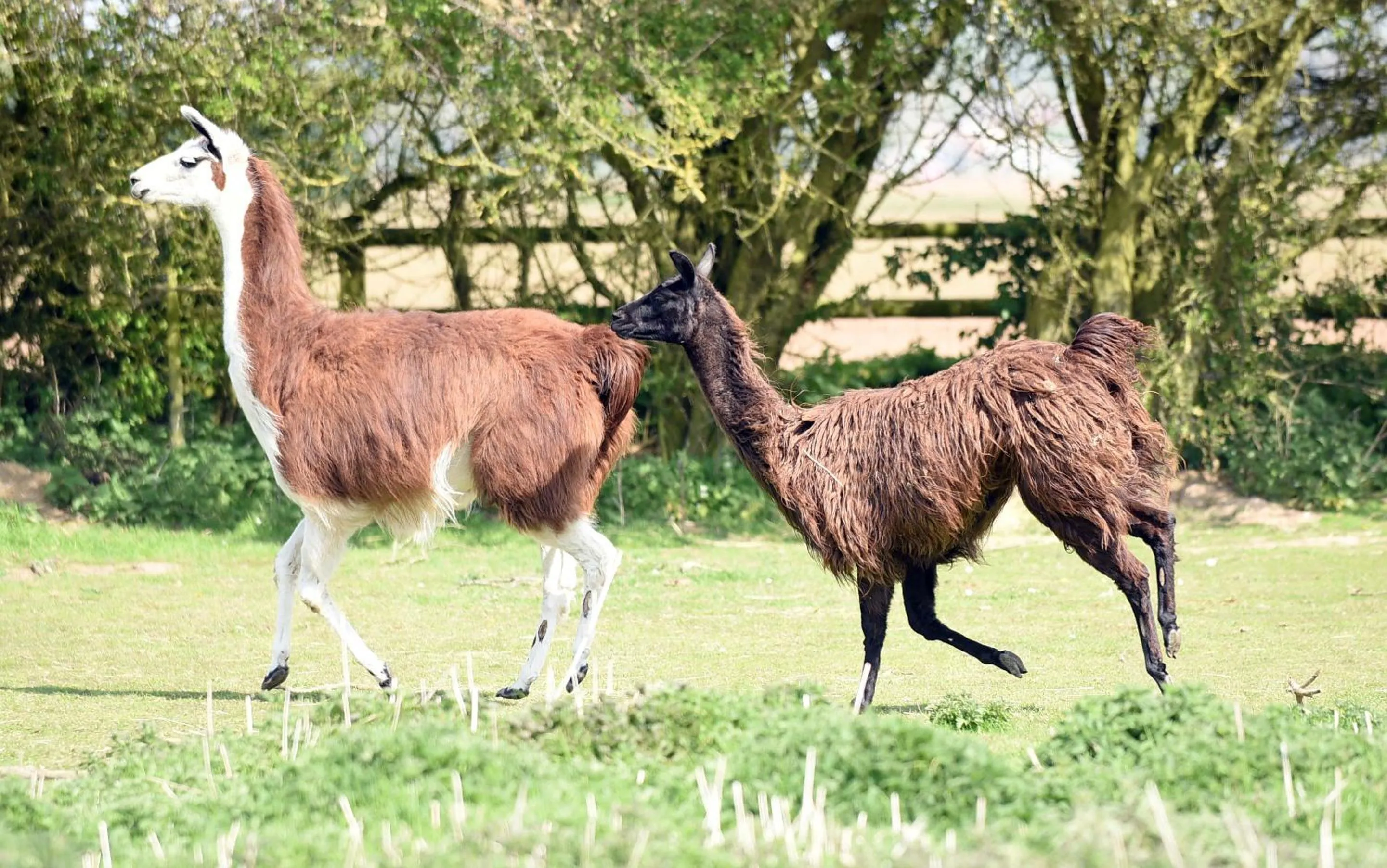 Activities in Glamping with Llamas