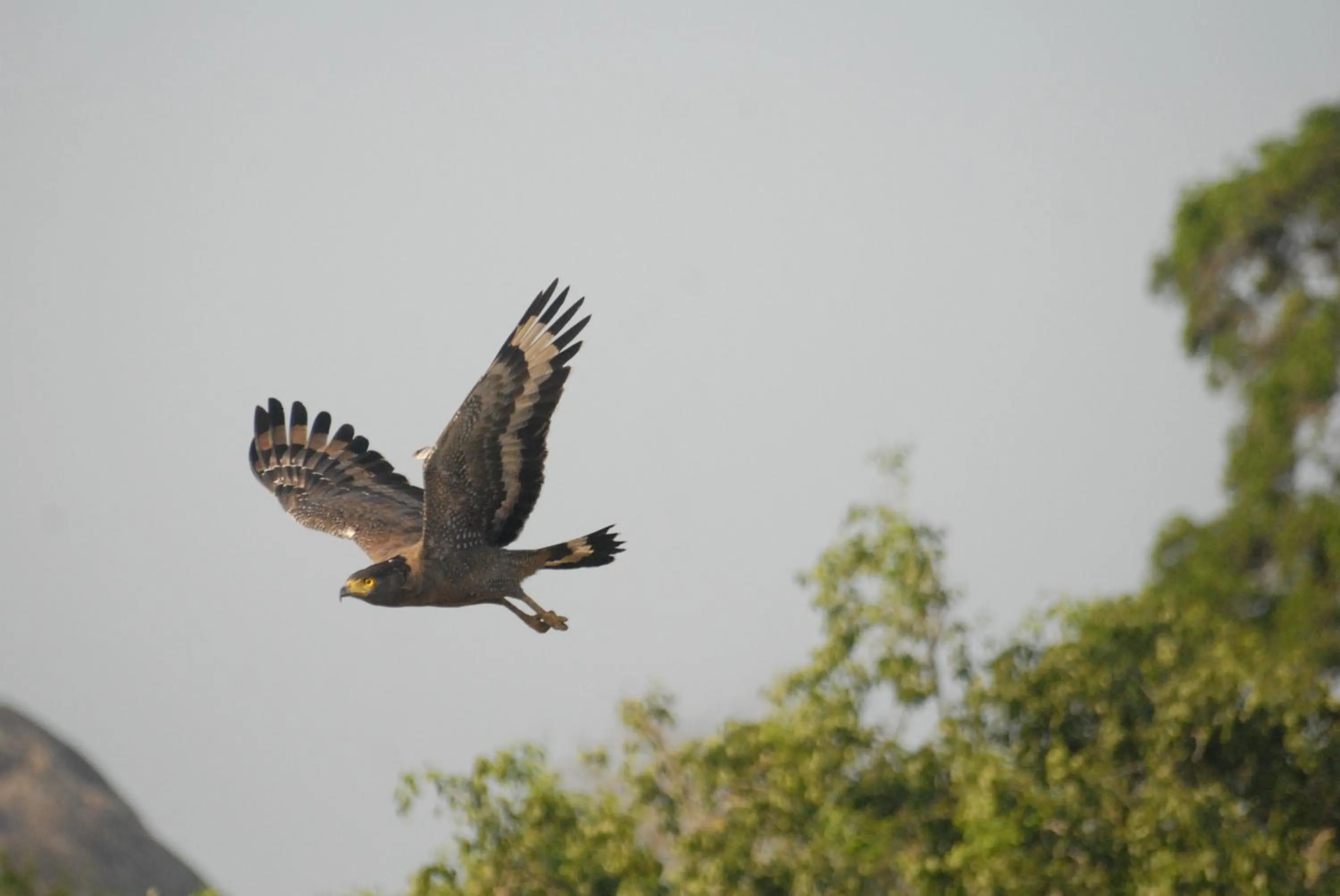 Day in Mahoora - Yala by Eco Team