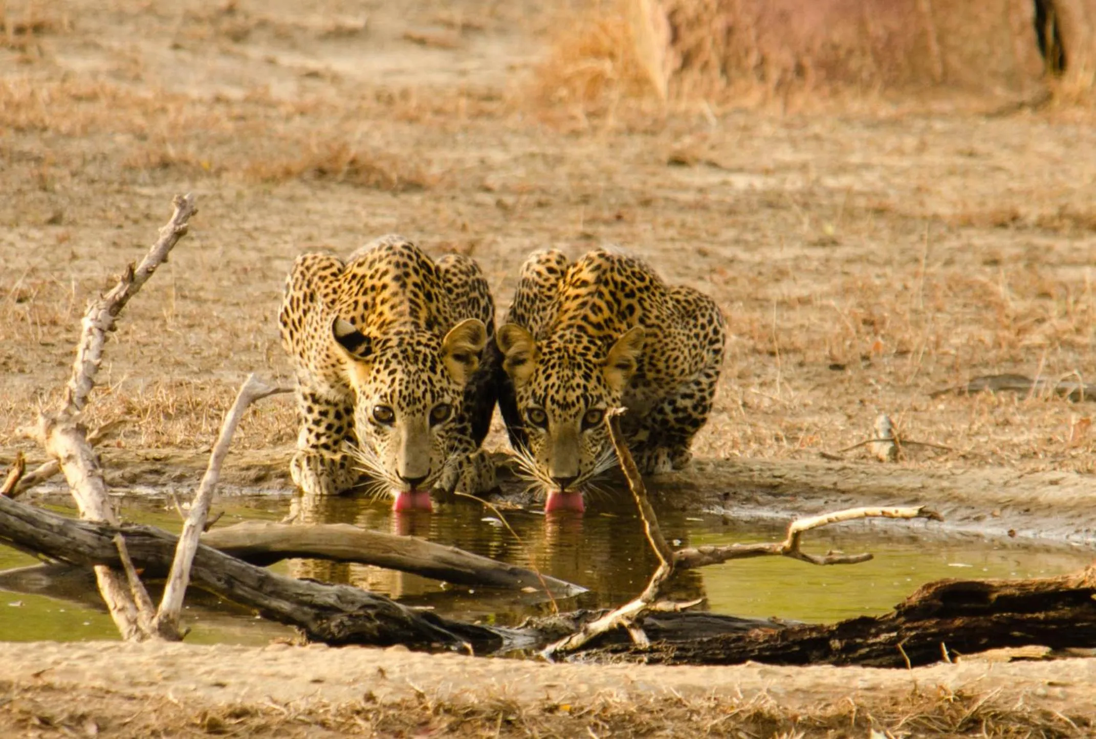 Animals in Mahoora - Yala by Eco Team