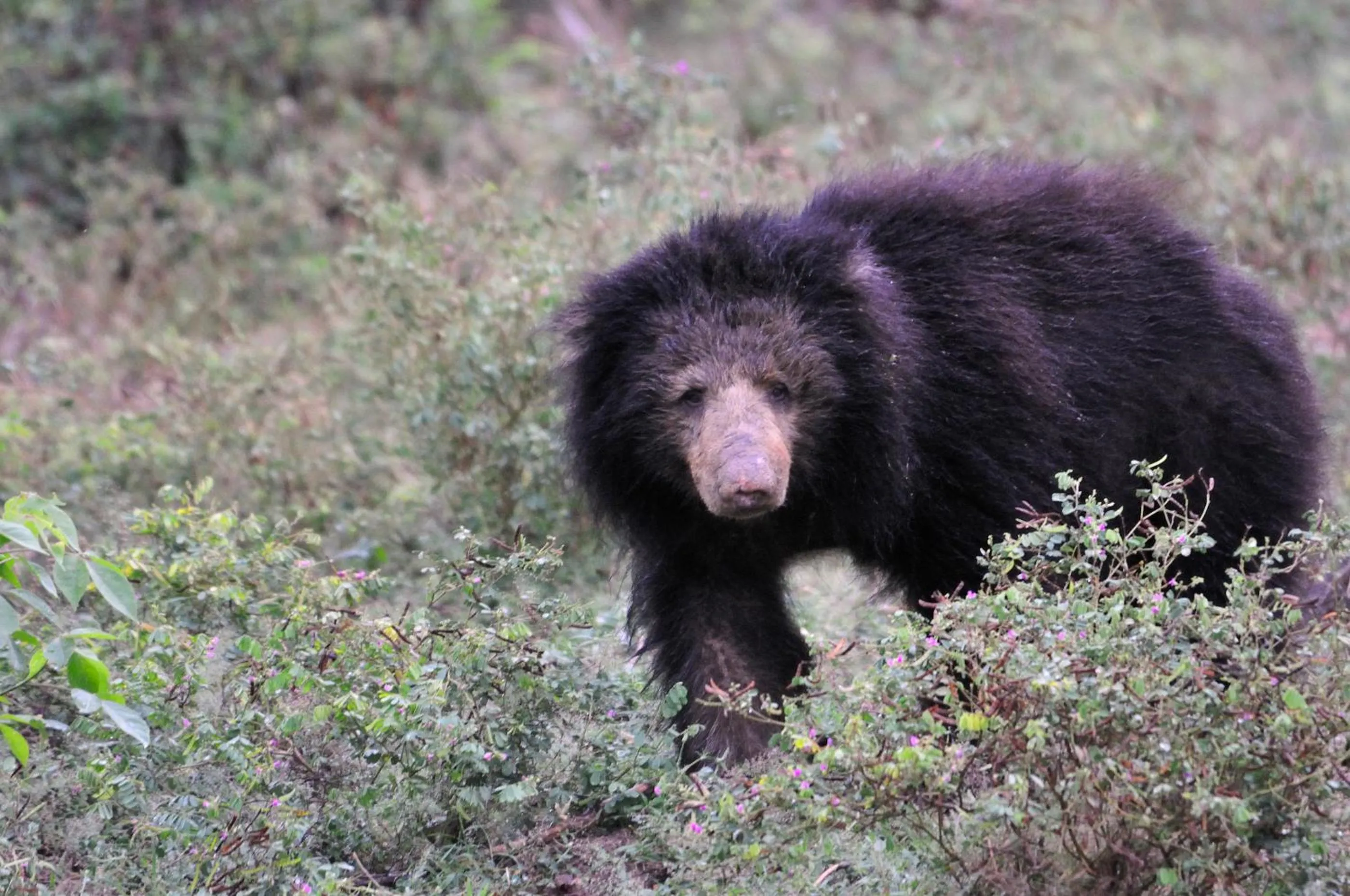 Other in Mahoora - Yala by Eco Team