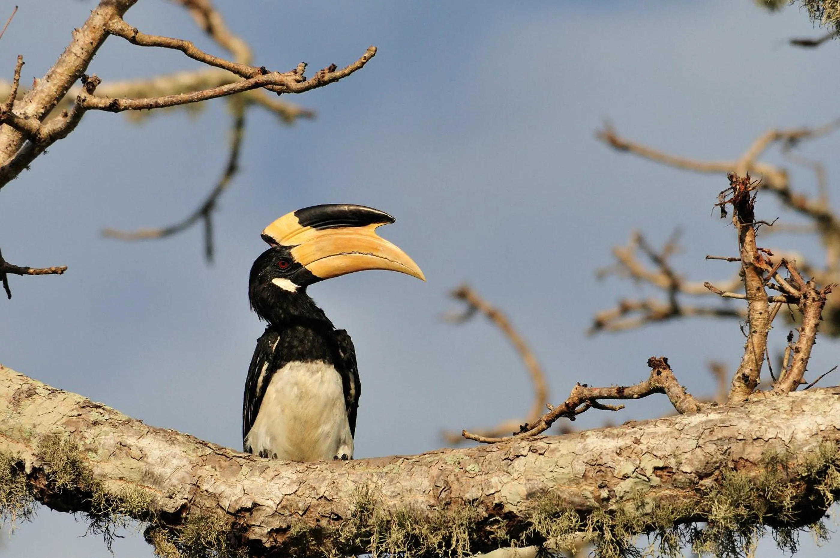 Animals in Mahoora - Yala by Eco Team