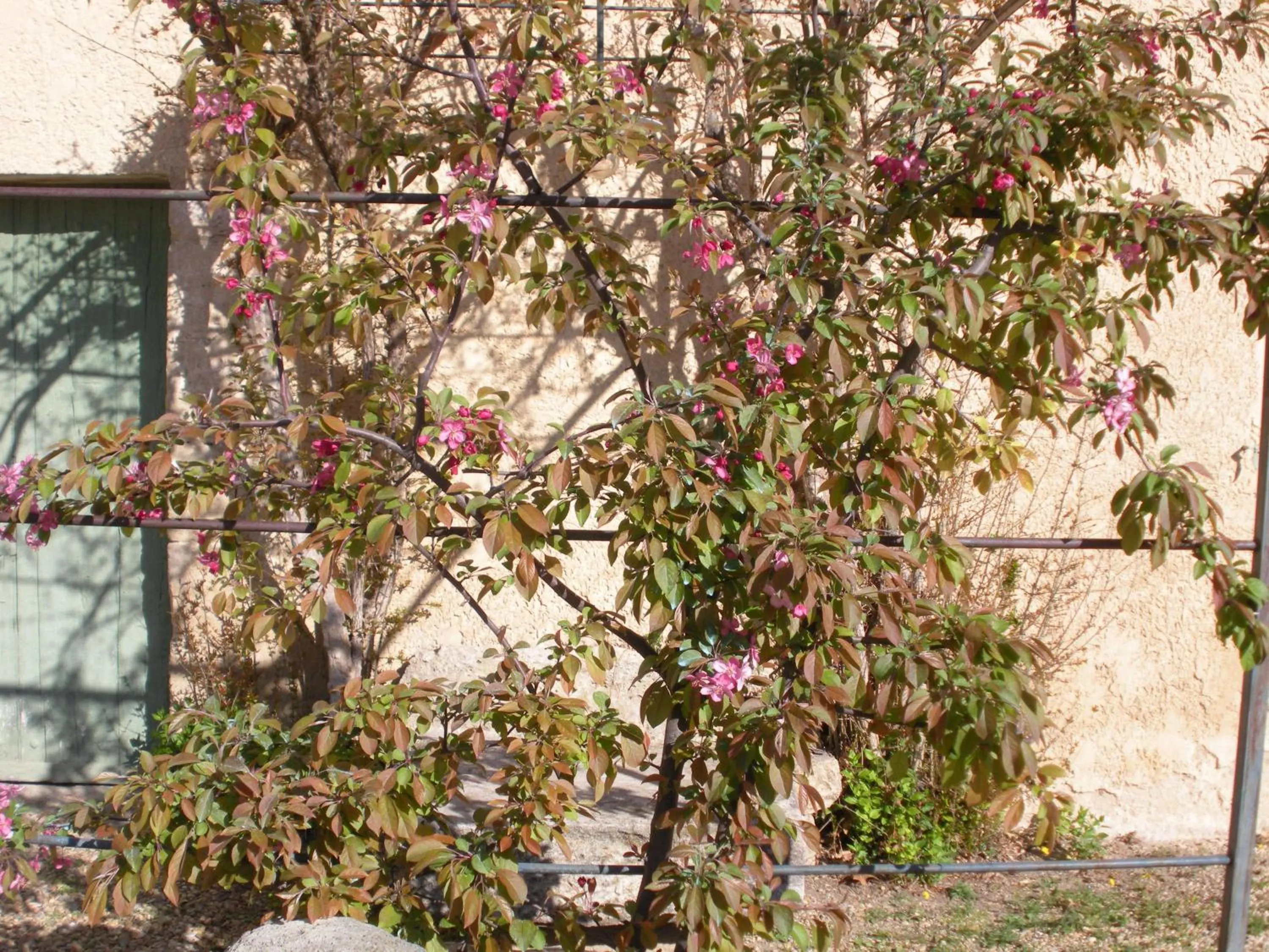 Garden in Mas la Vitalis Chambres D'Hôtes