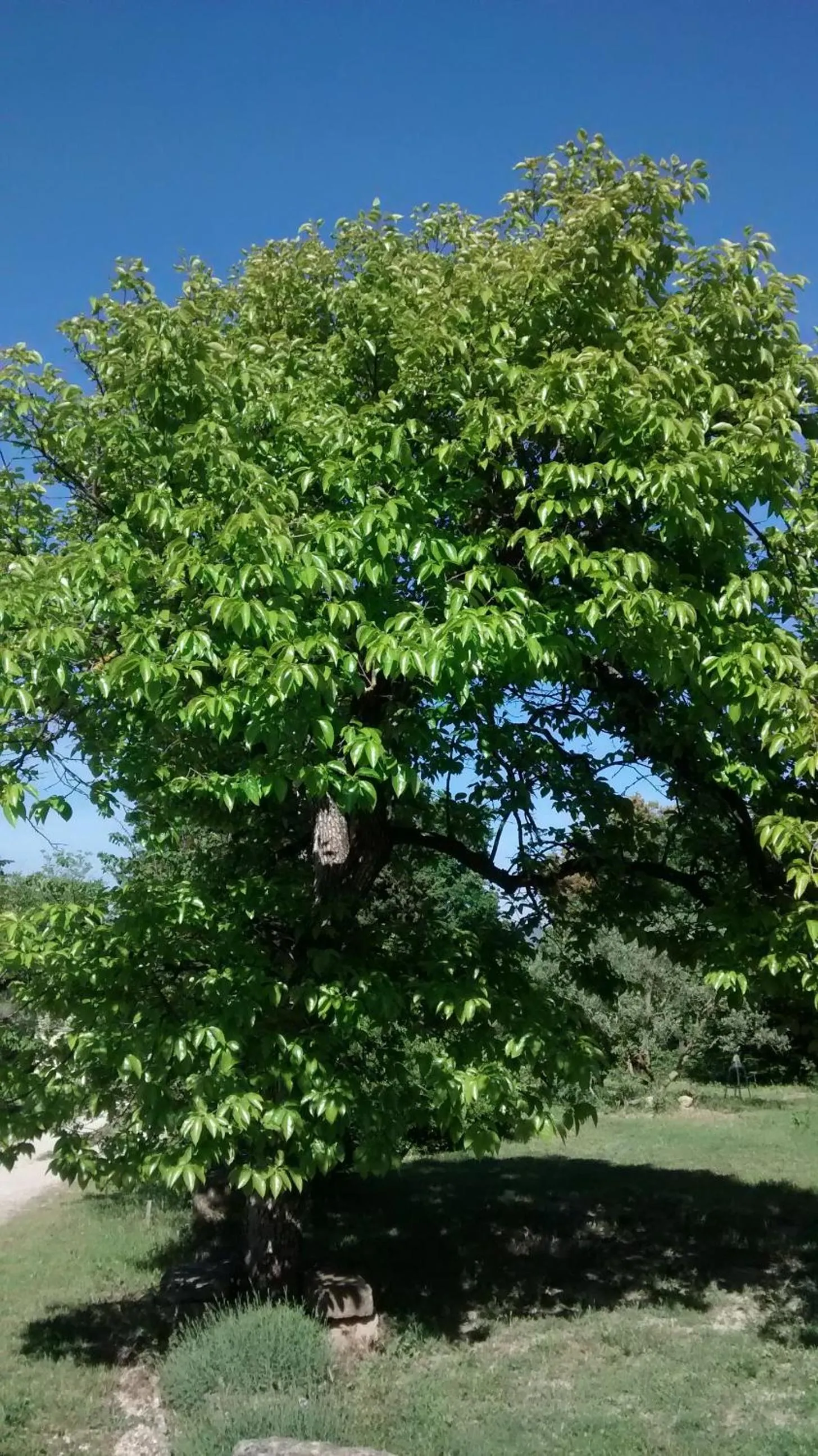Garden in Mas la Vitalis Chambres D'Hôtes
