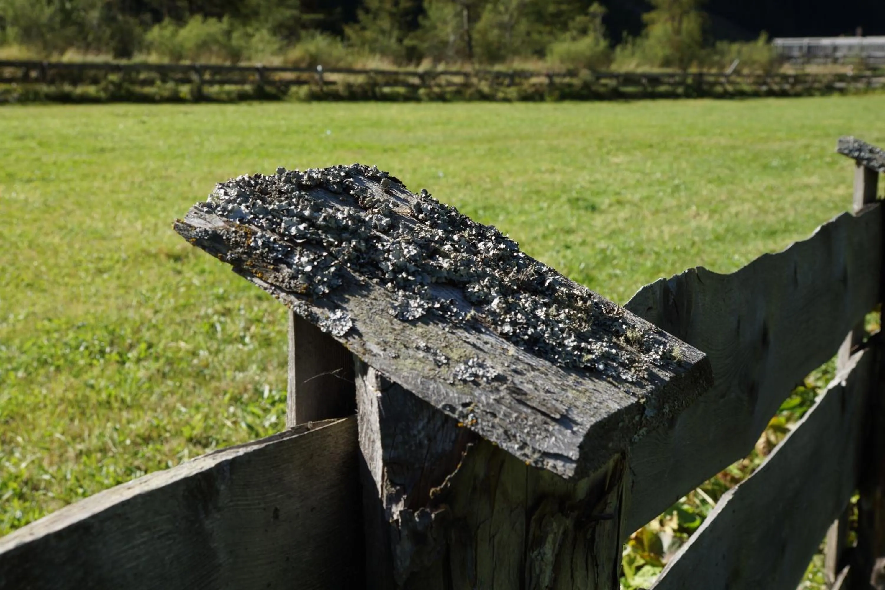 Summer in Hotel Alpenrast