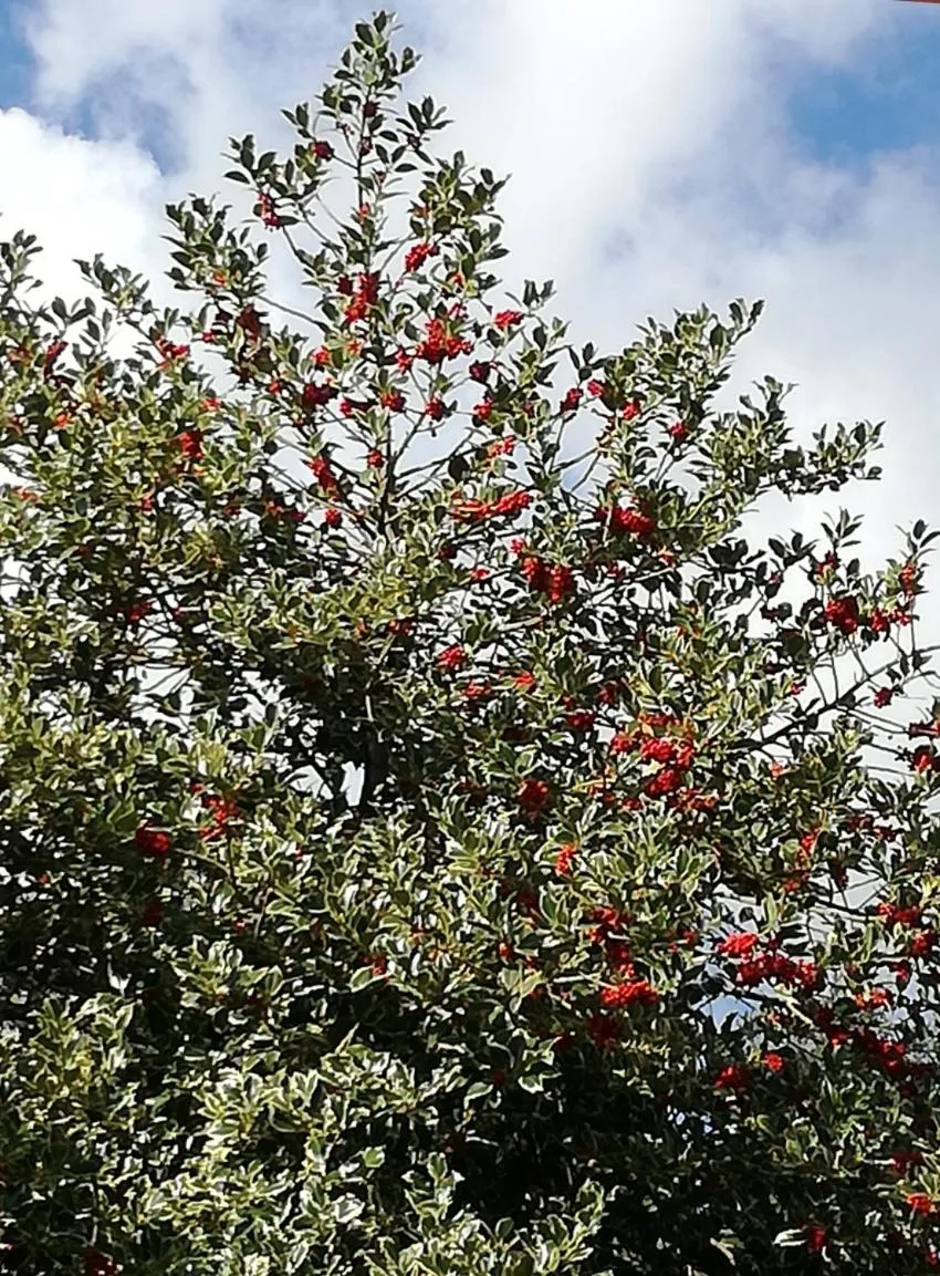Garden in Vigna dell'Agrifoglio Home Residence di Eugenio Azzolini