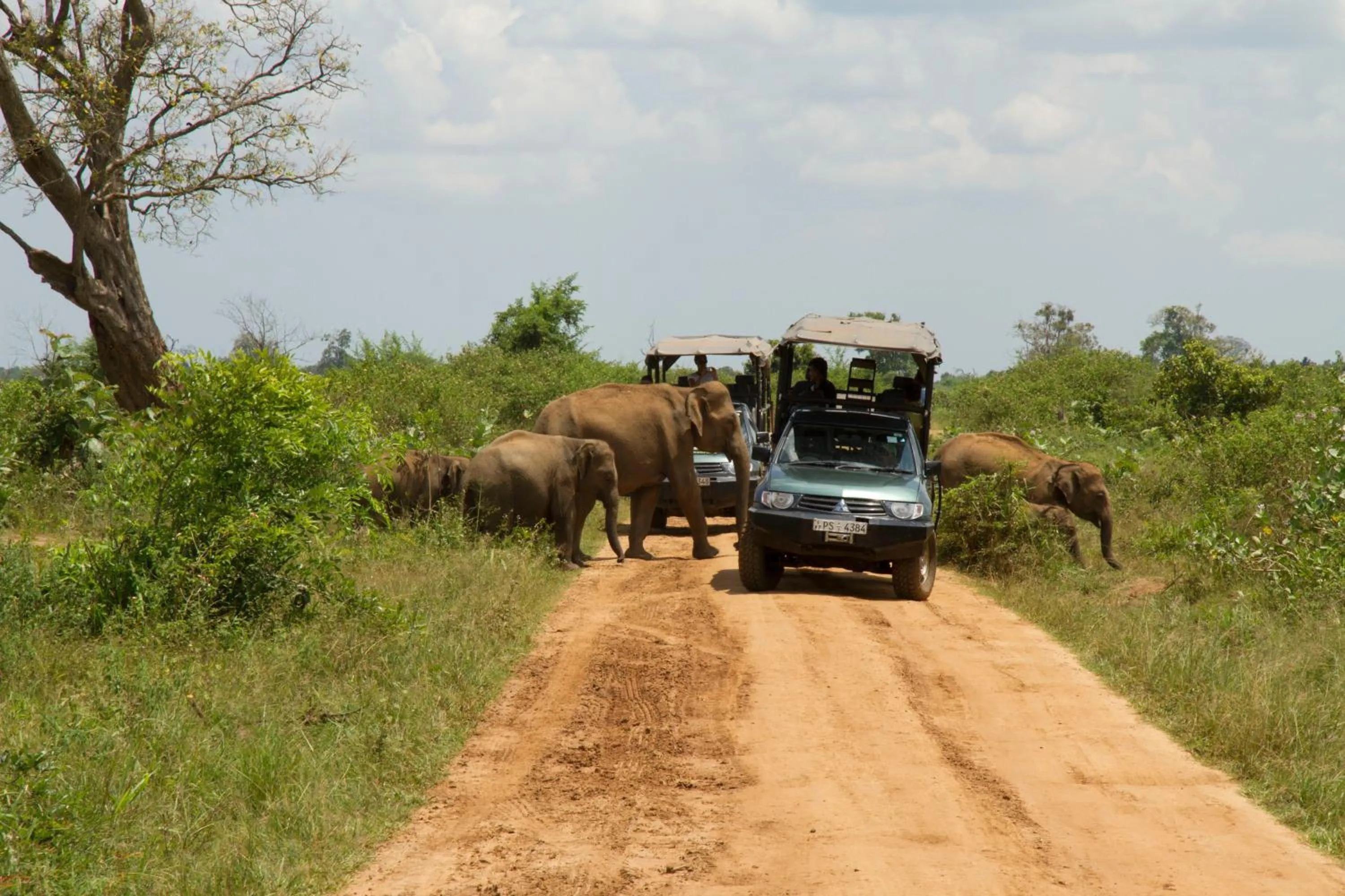 Animals in Mahoora Udawalawe - by Eco Team
