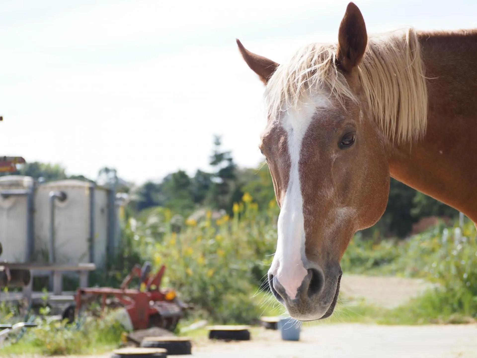 Horse-riding in Kirishima Kanko Hotel