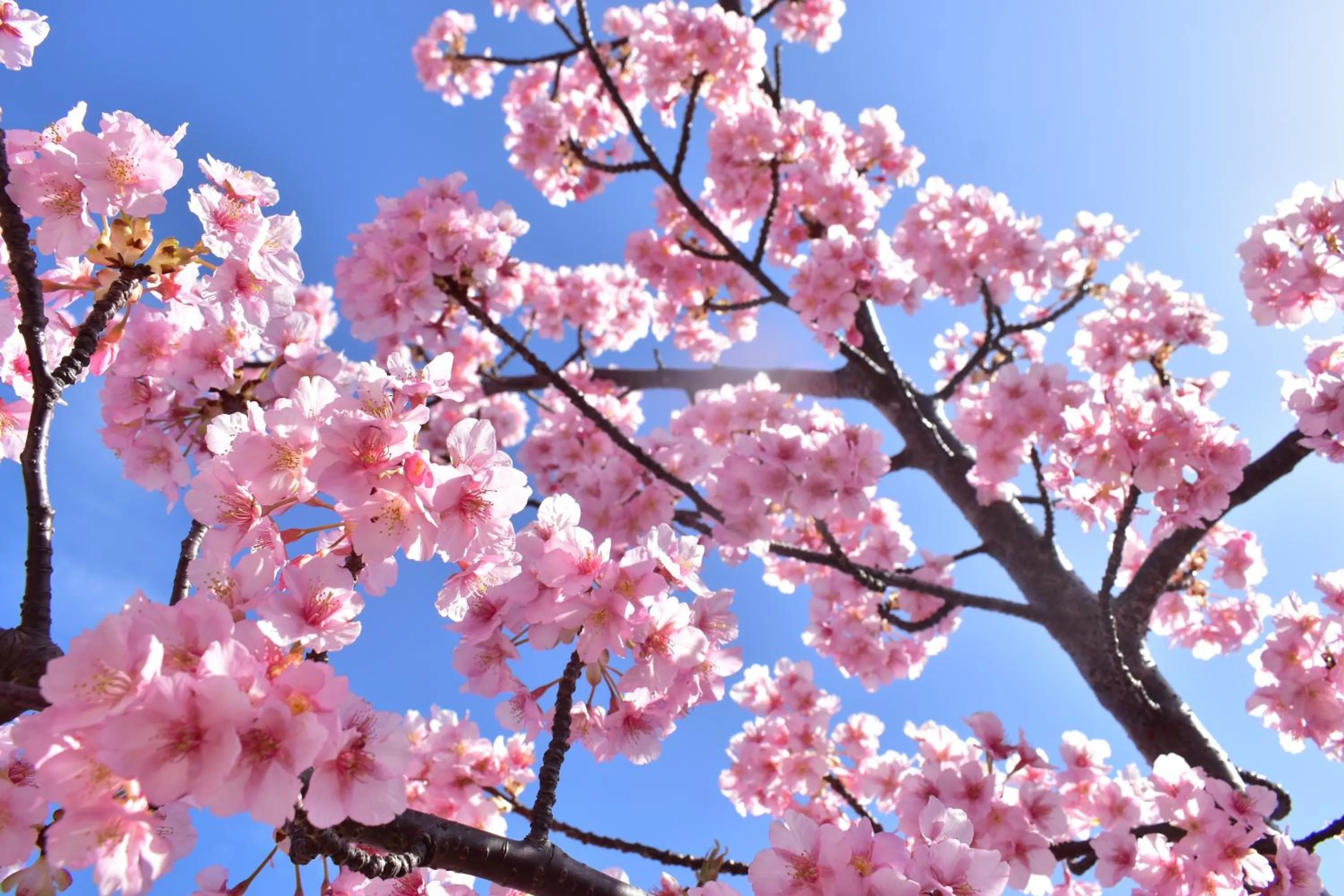 Nearby landmark in KAMENOI HOTEL Izukogen