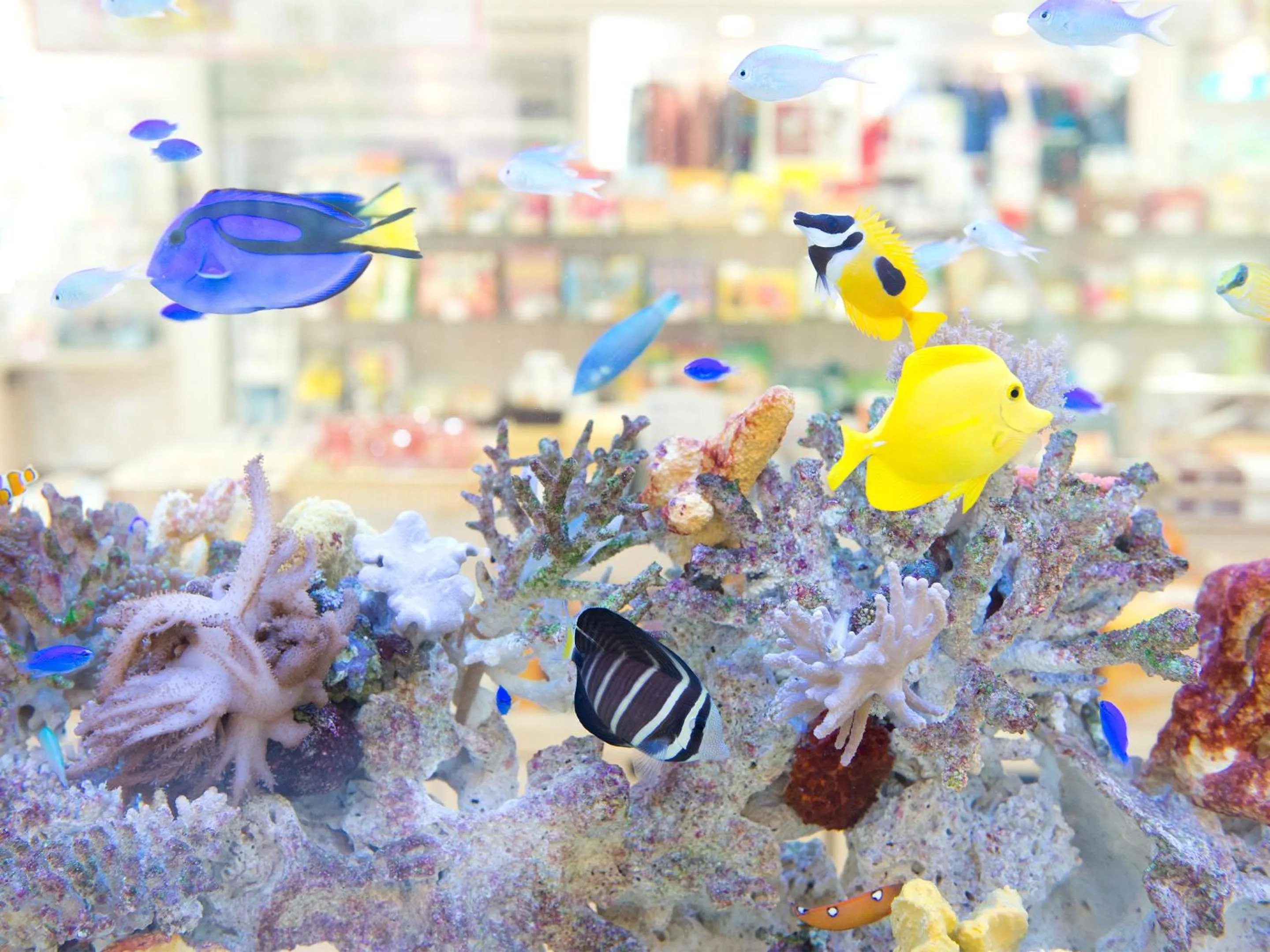 On-site shops in Miyakojima Tokyu Hotel & Resorts