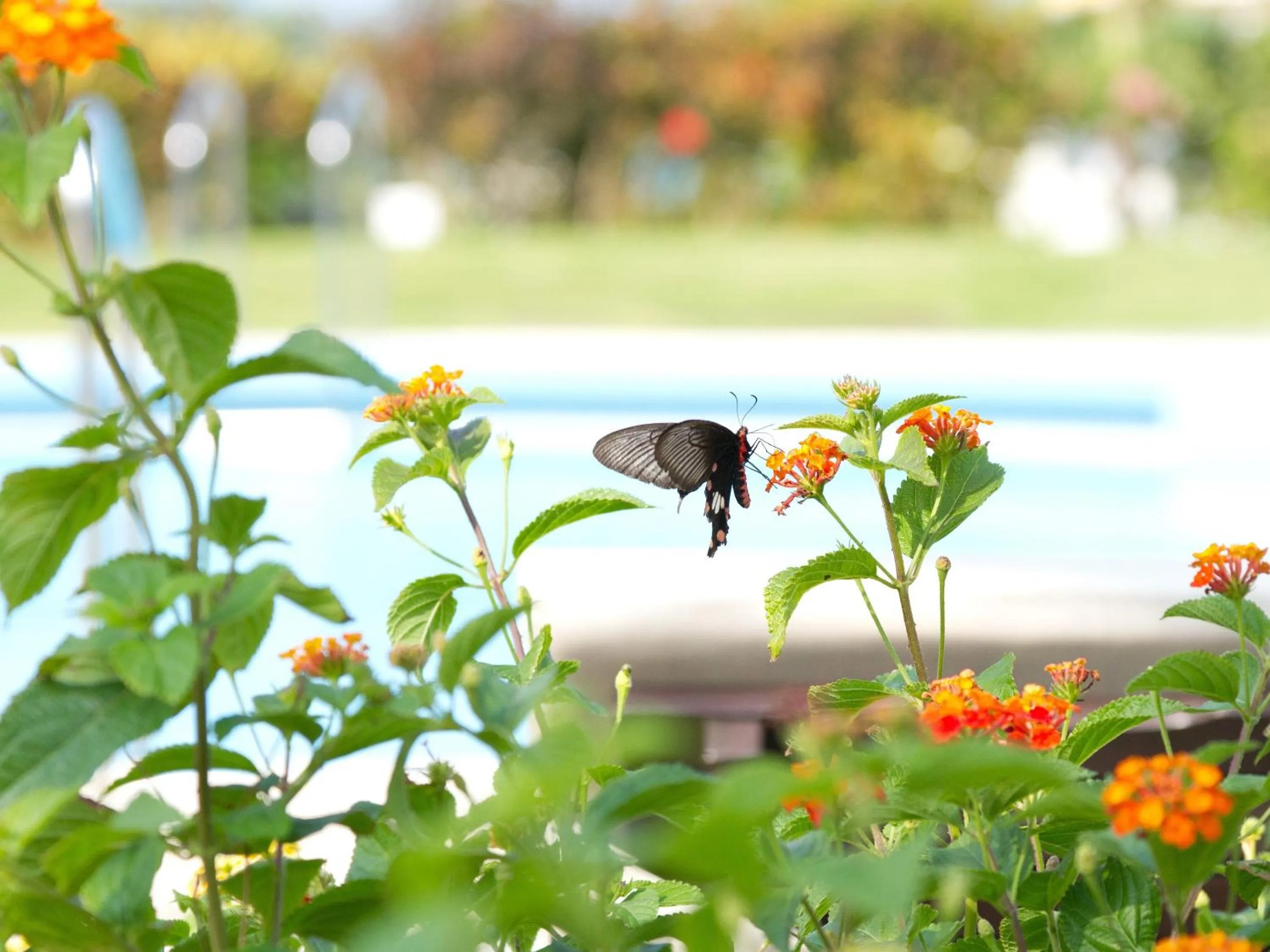 Natural landscape in Miyakojima Tokyu Hotel & Resorts
