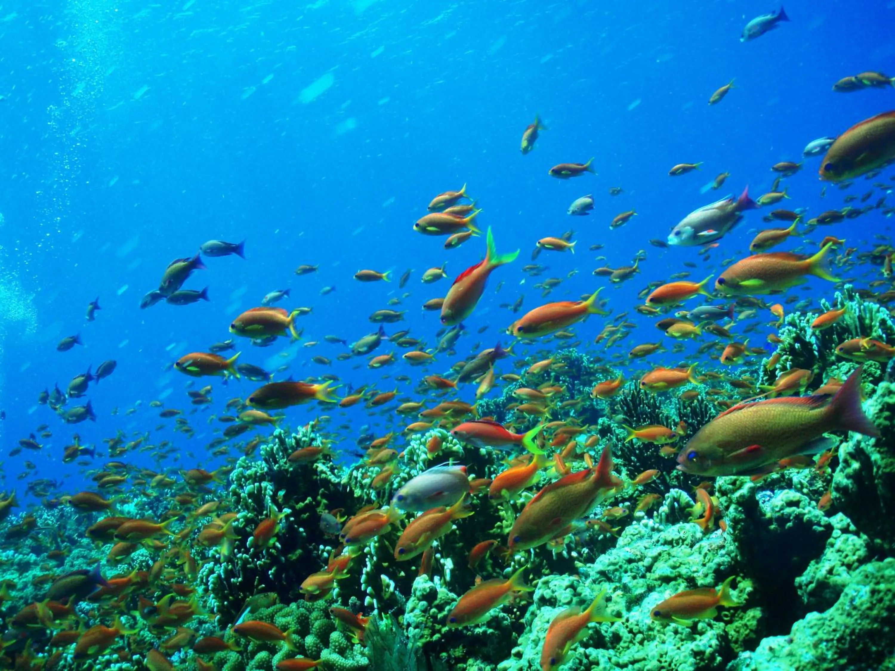 Snorkeling in Central Resort Miyakojima