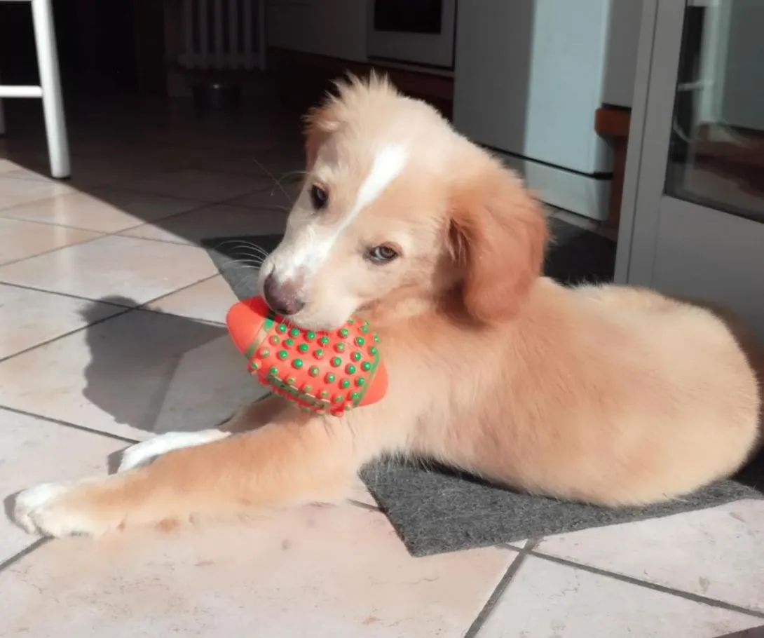 Animals in Hotel Amelia