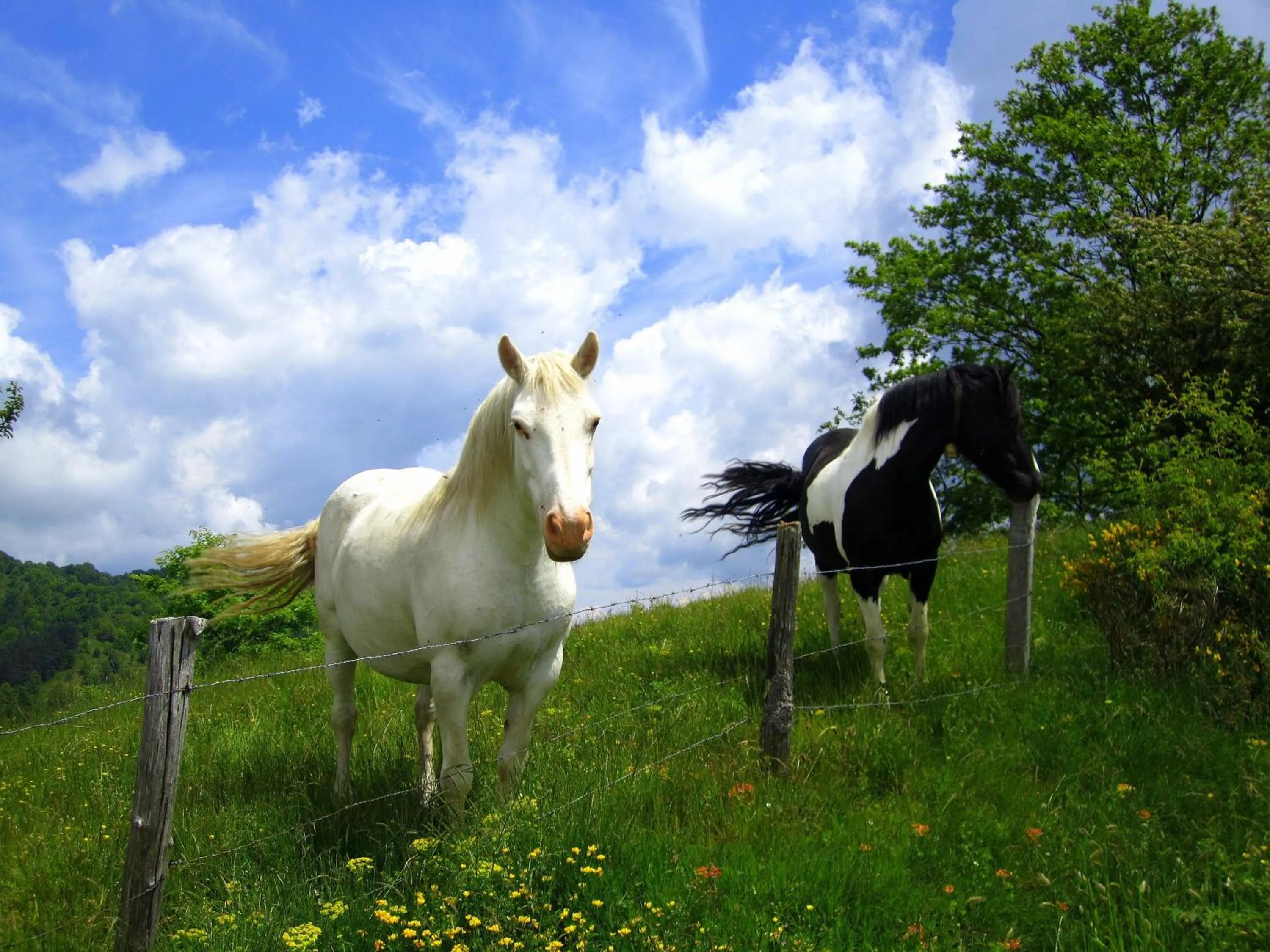 Horse-riding in Hotel Campelli
