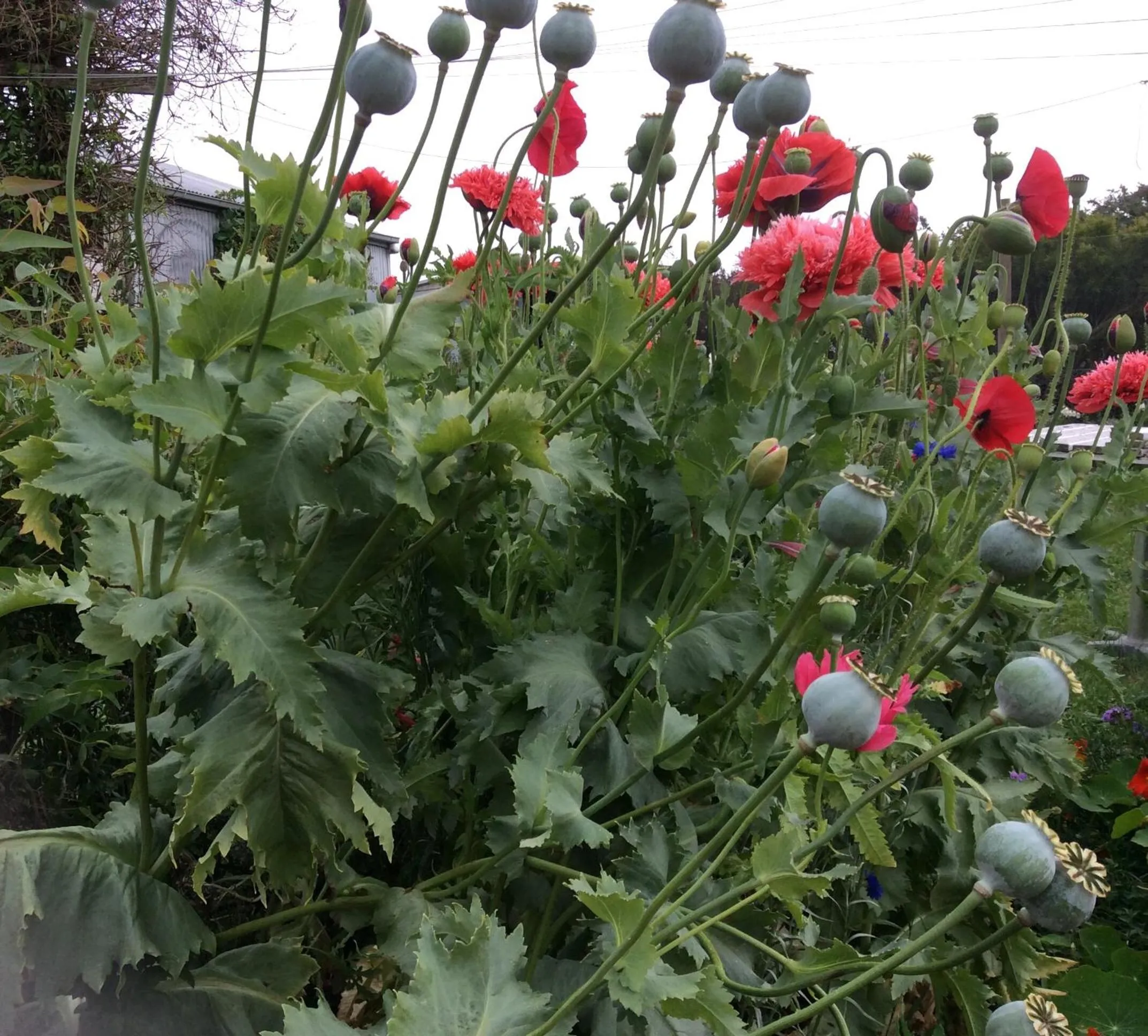 Garden in Aashay Country Stay