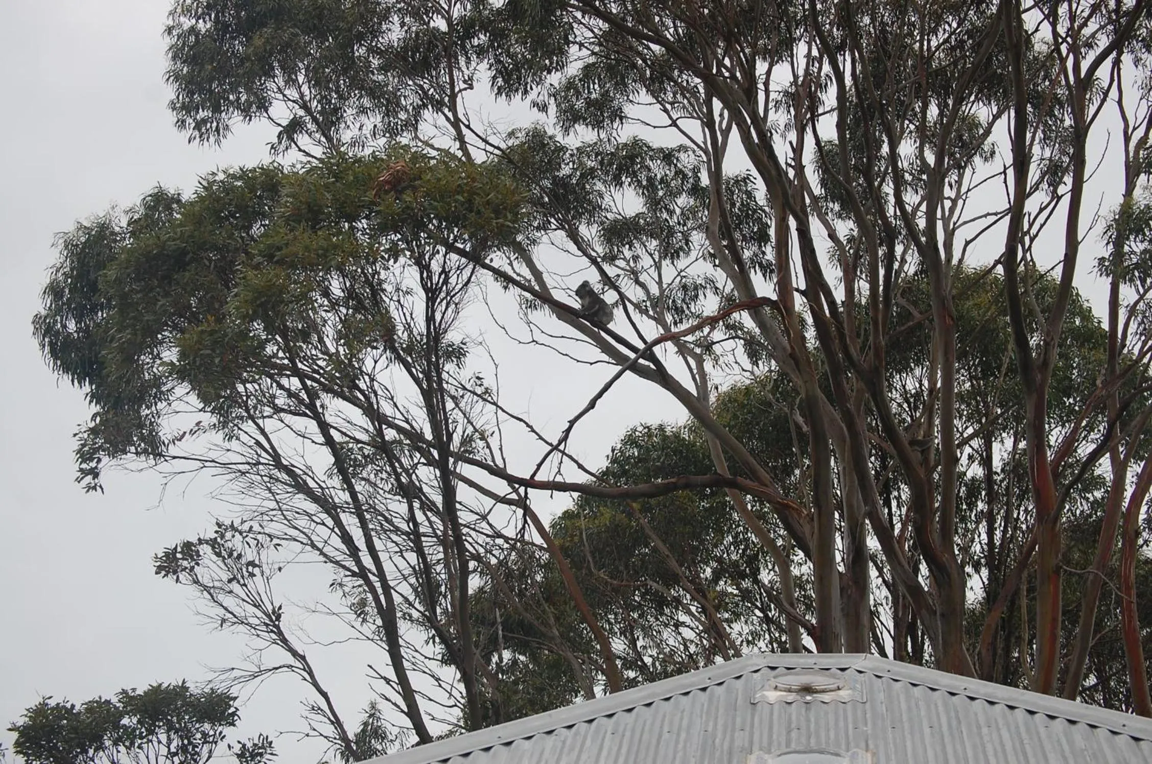 Animals in Aashay Country Stay