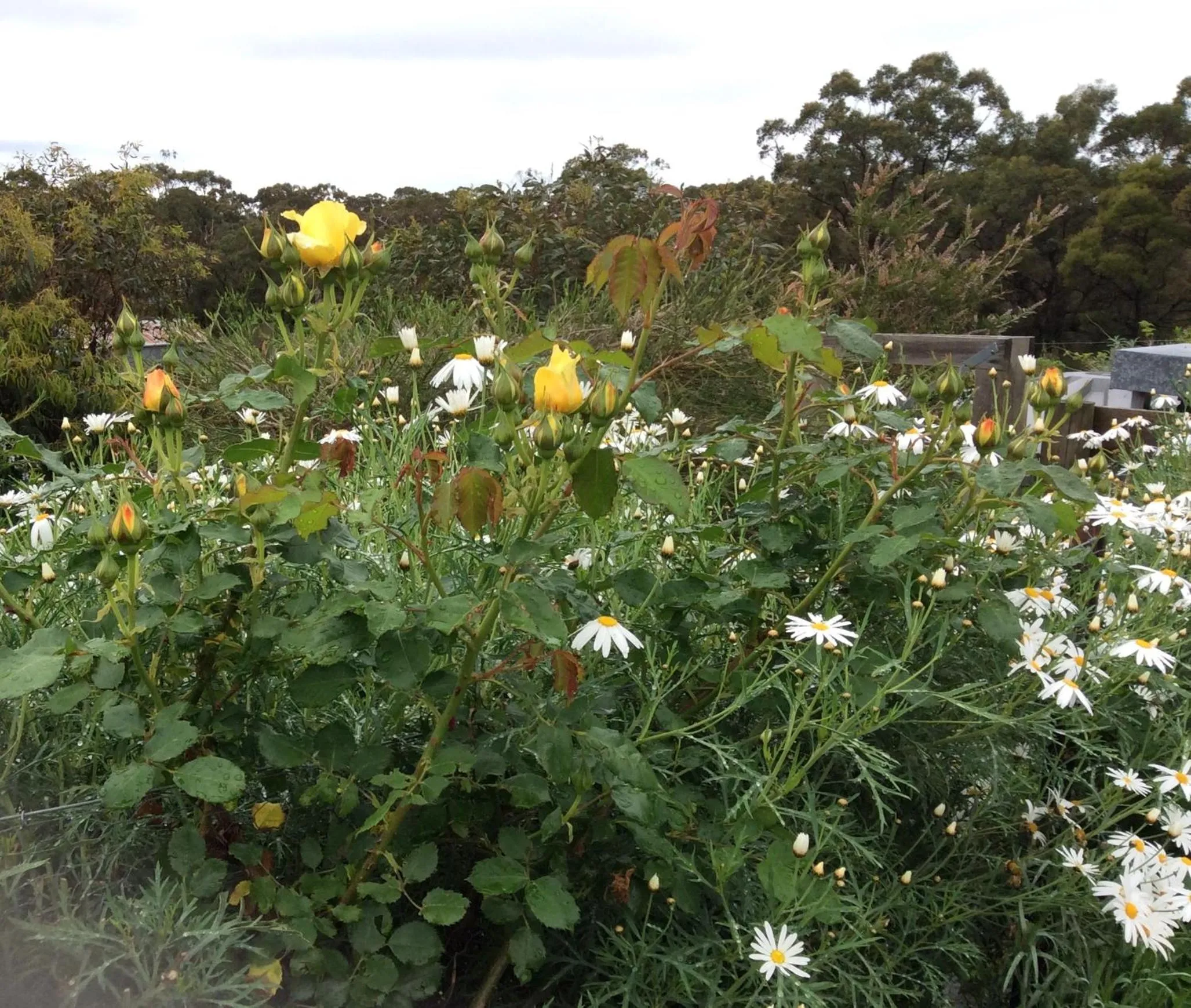 Summer in Aashay Country Stay