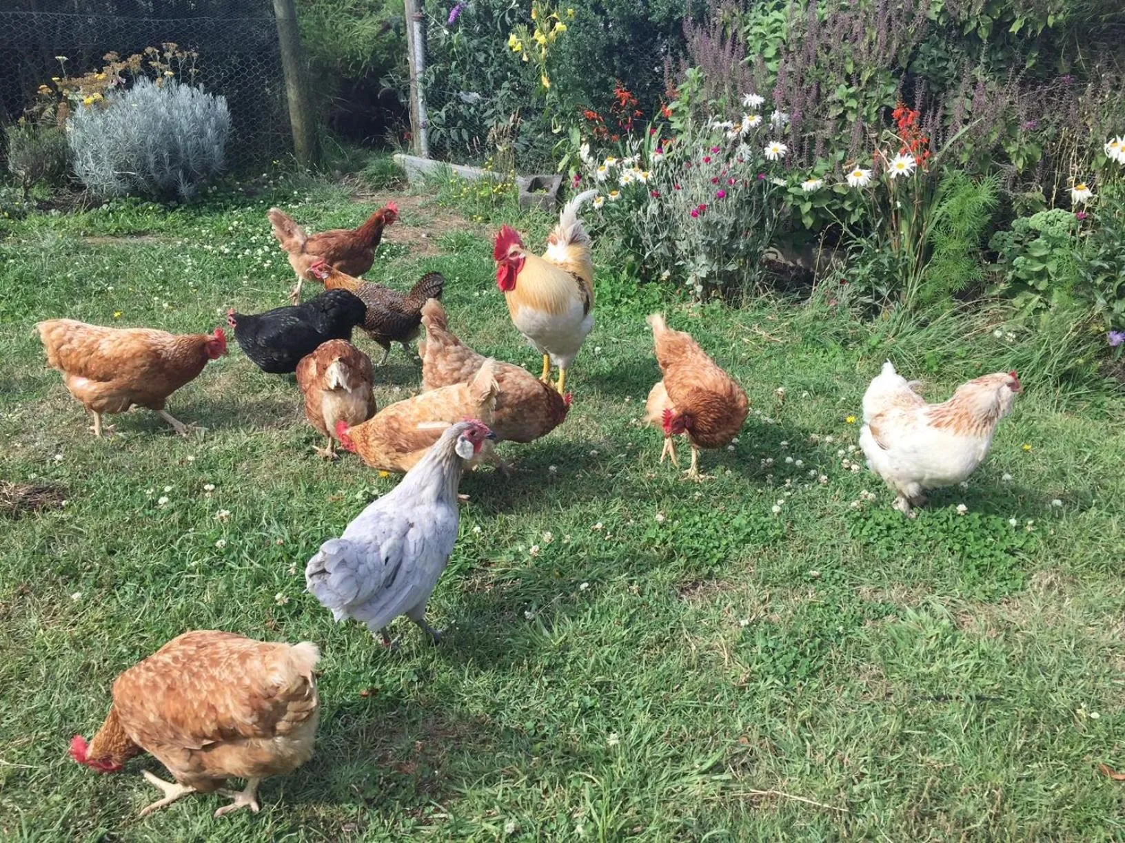 Animals in Aashay Country Stay