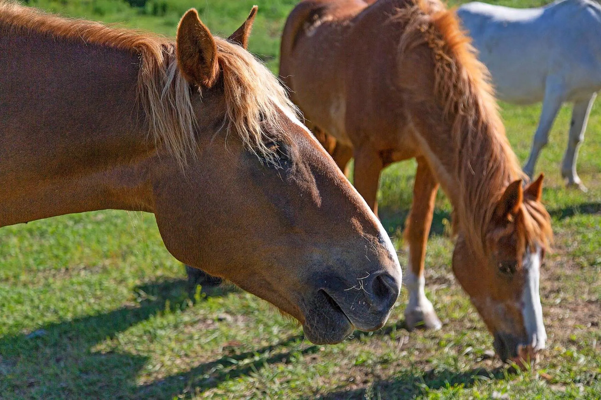 Pets in Frontier Cabin