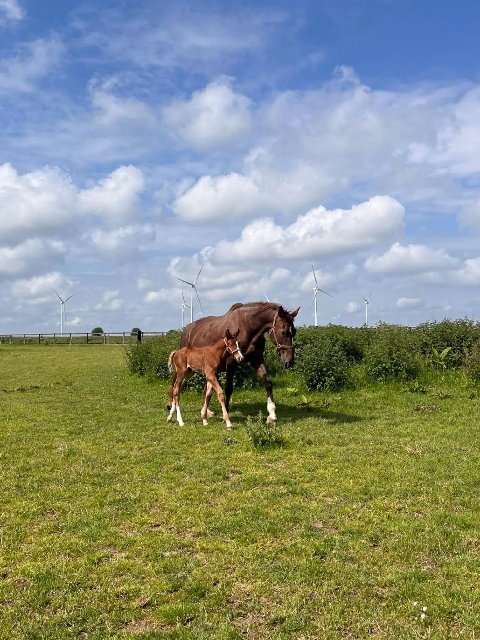 Animals in Ferme de l'Abbaye