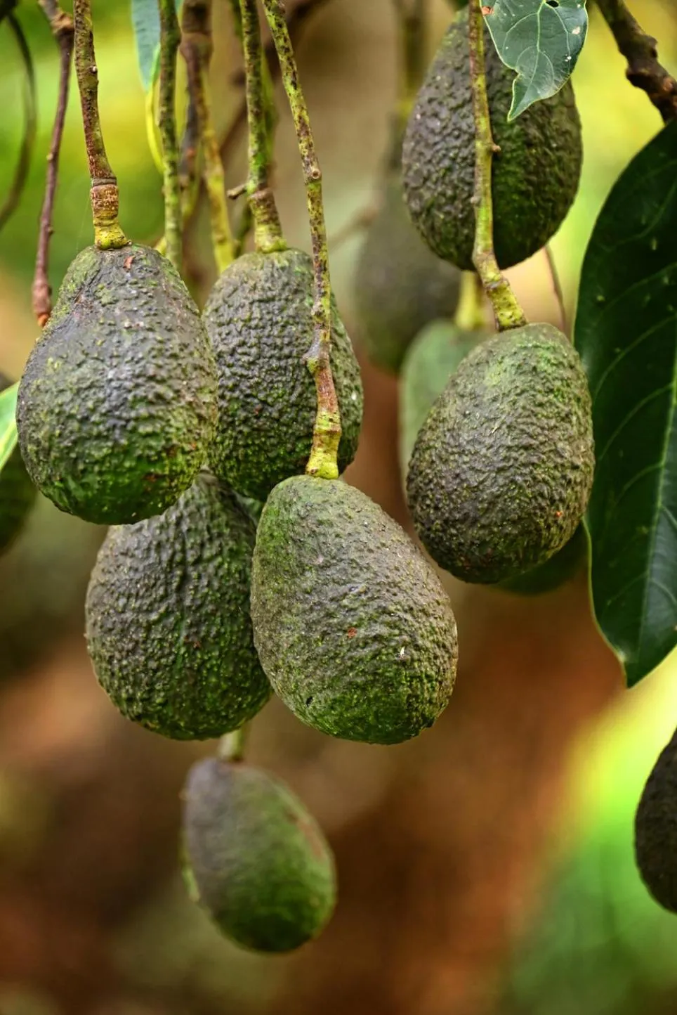 Garden in Camelot Boutique Accommodation