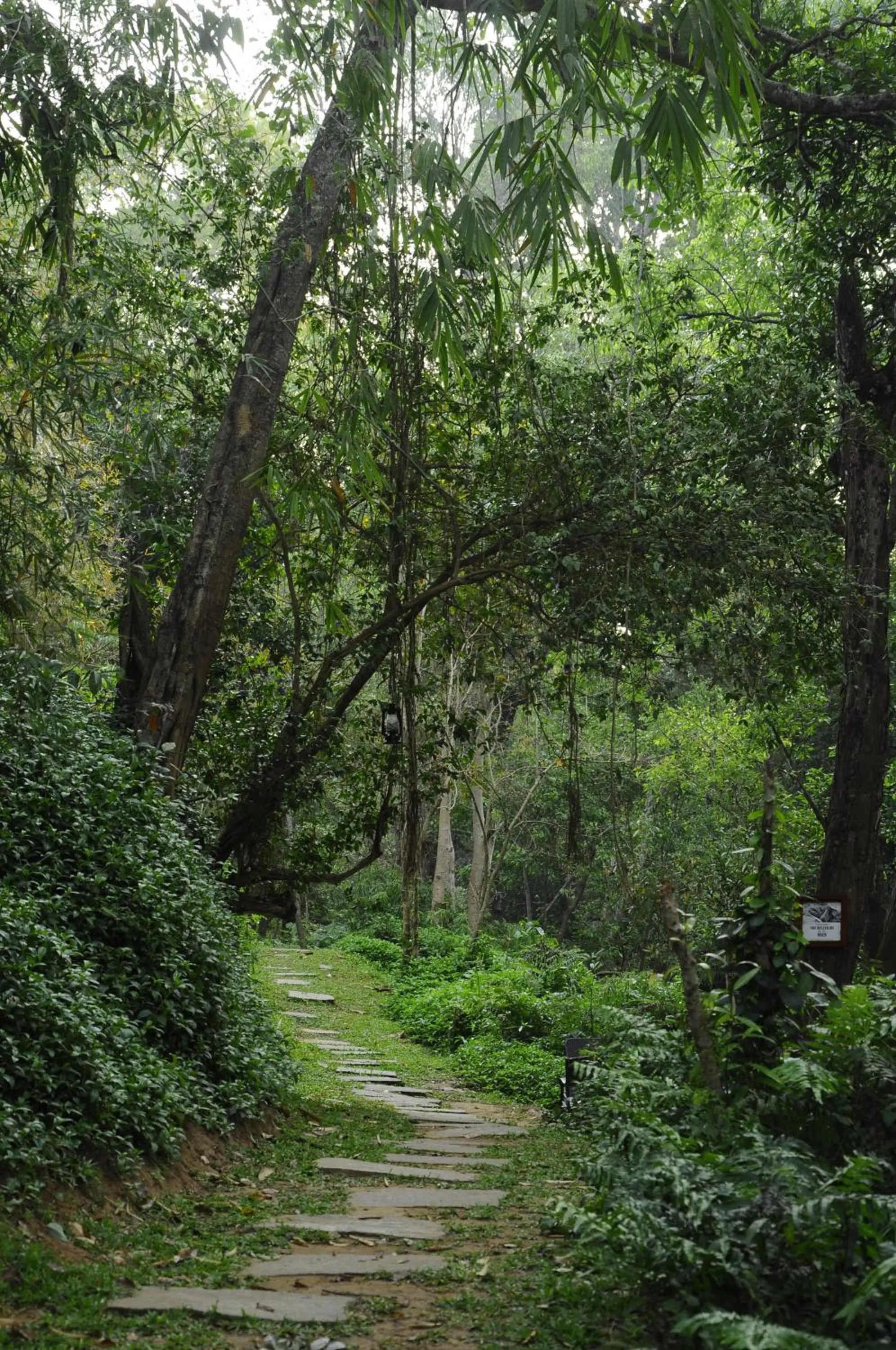 Natural landscape in Amanvana Spa Resort, Coorg