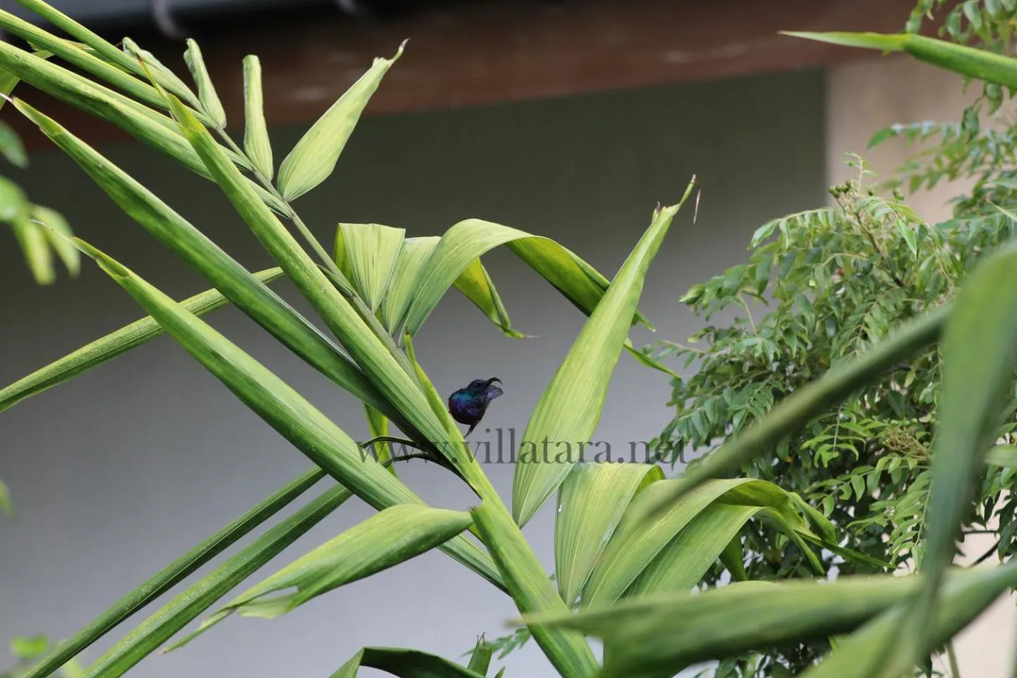 Garden in Villa Tara