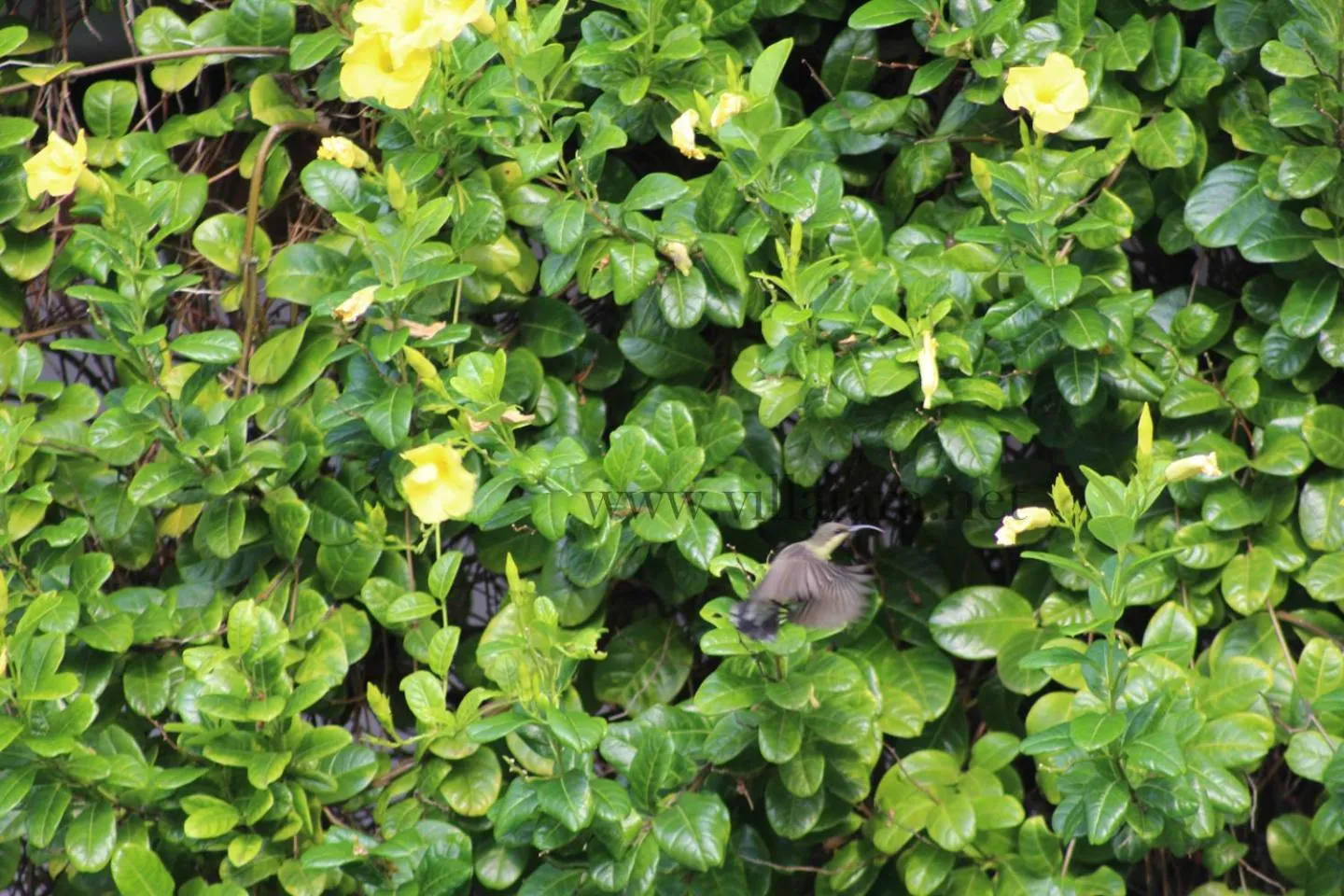 Garden in Villa Tara