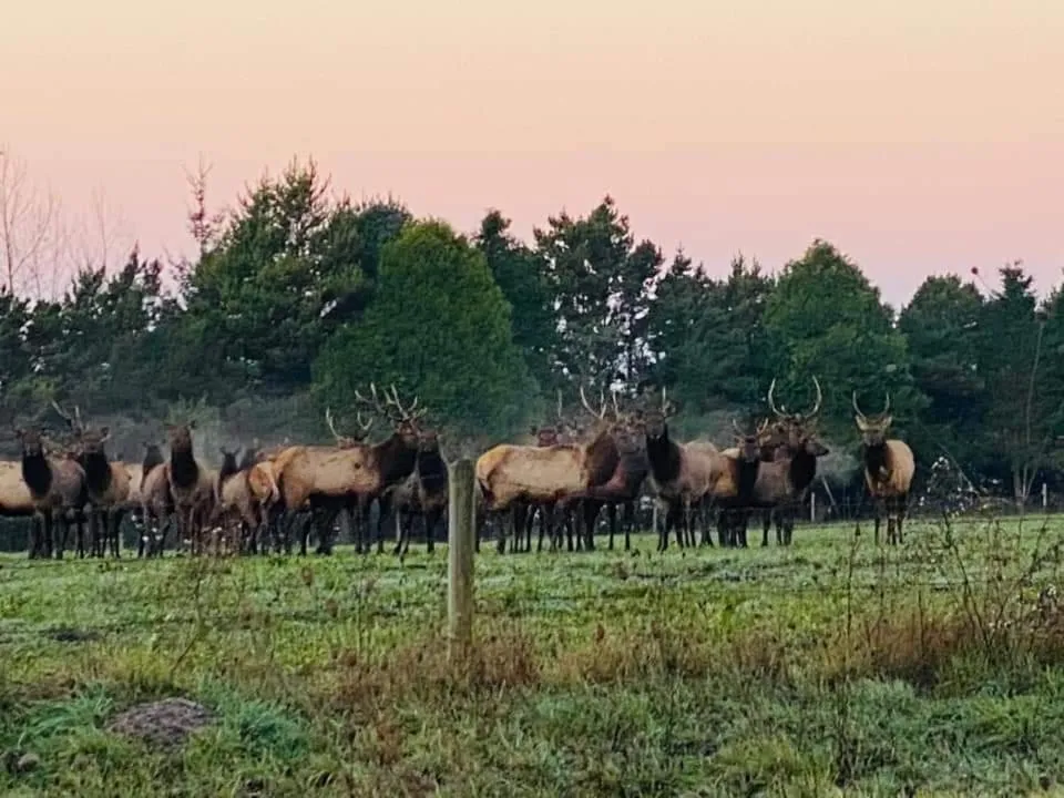 Animals in Hiouchi Motel