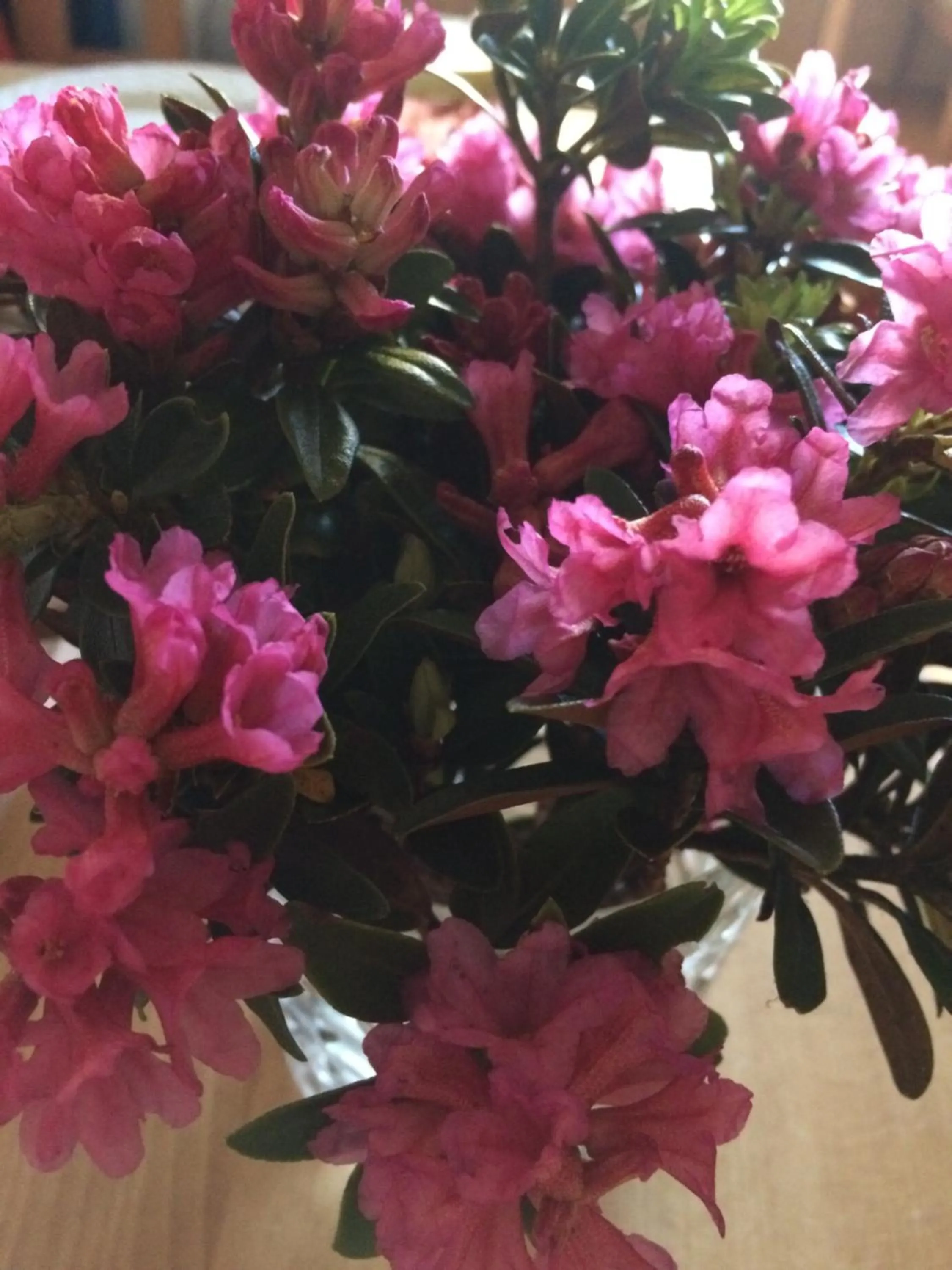 Hiking in Hotel Post