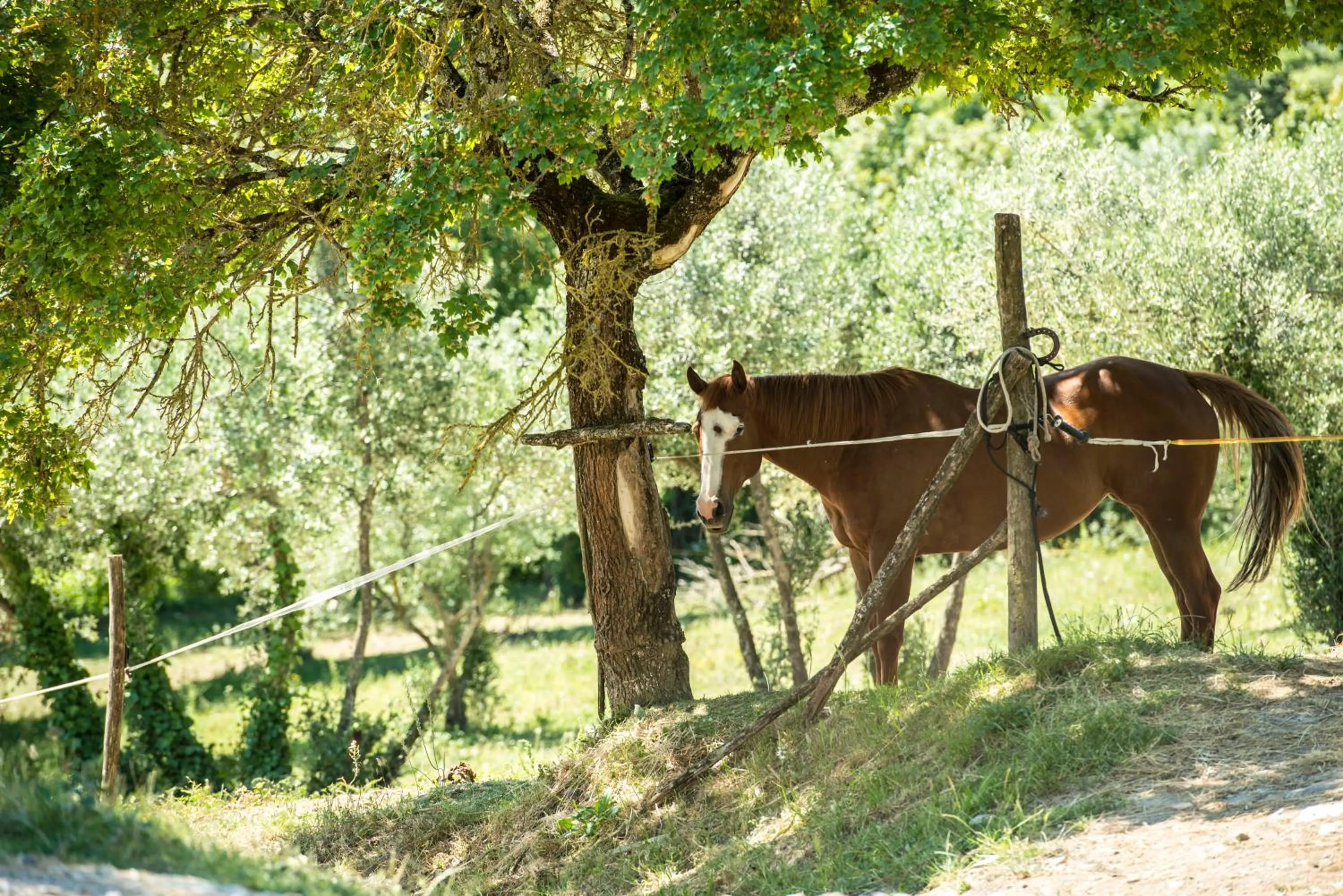 Animals in Florence Winery AgriResort - Fattoria Lavacchio