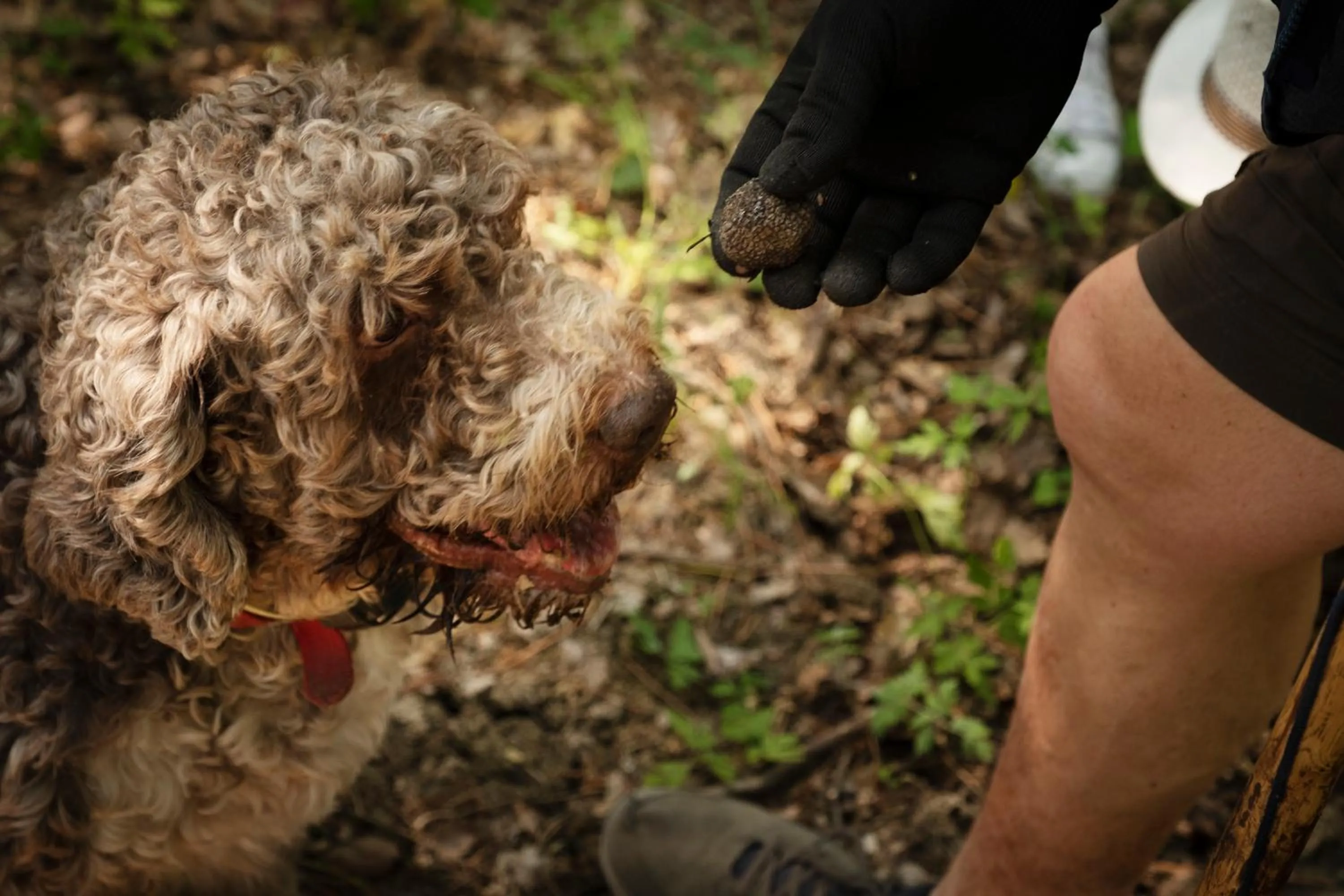 Animals in Florence Winery AgriResort - Fattoria Lavacchio