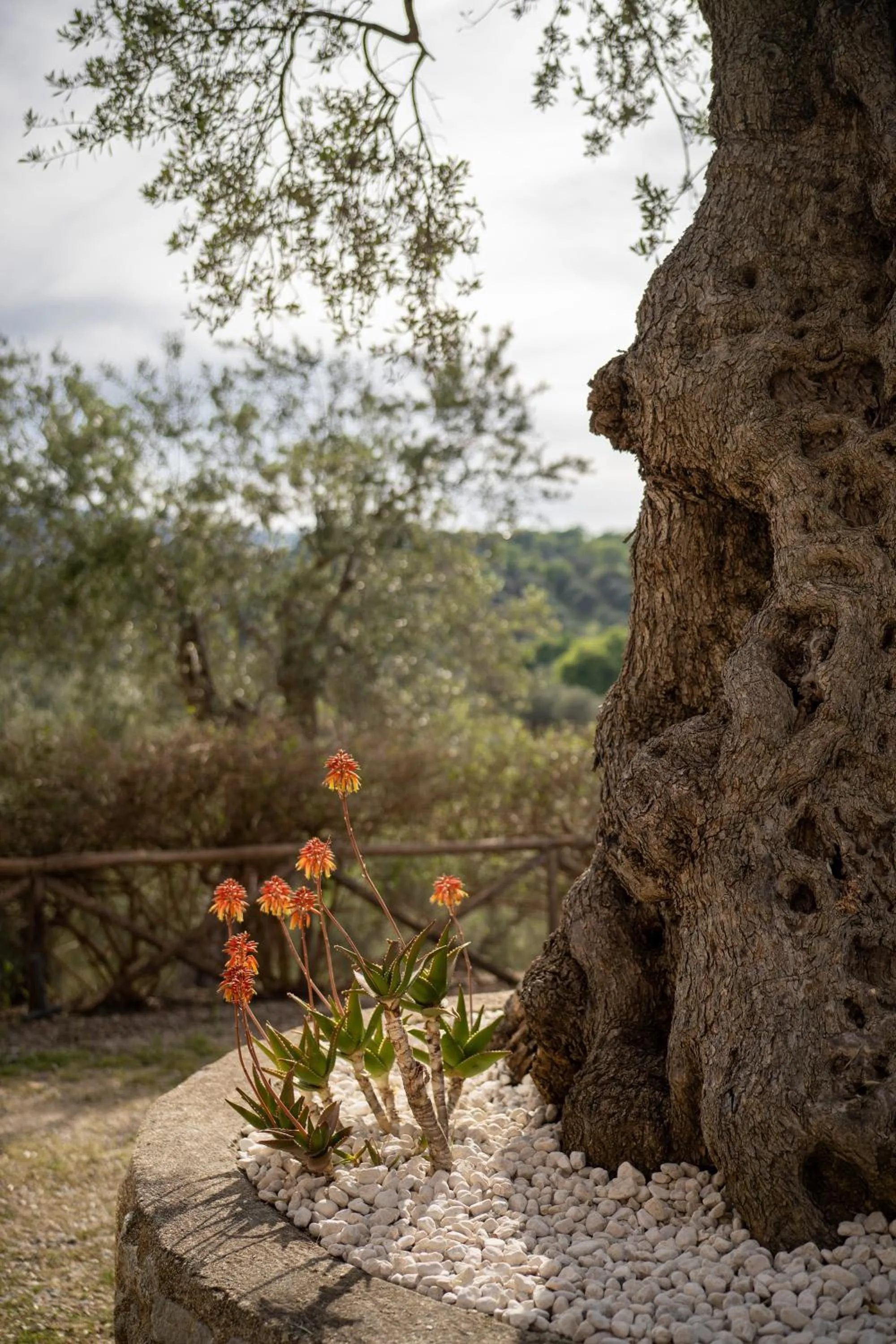Natural landscape in Tenuta Ciminata Greco
