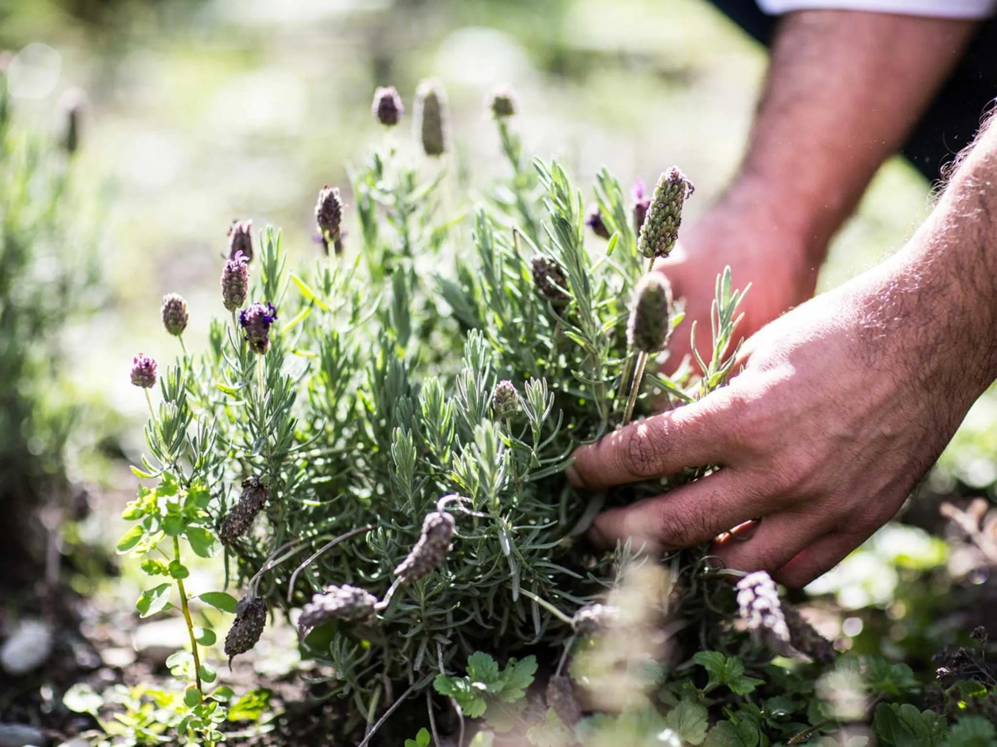 Garden view in Landhotel Jäger TOP