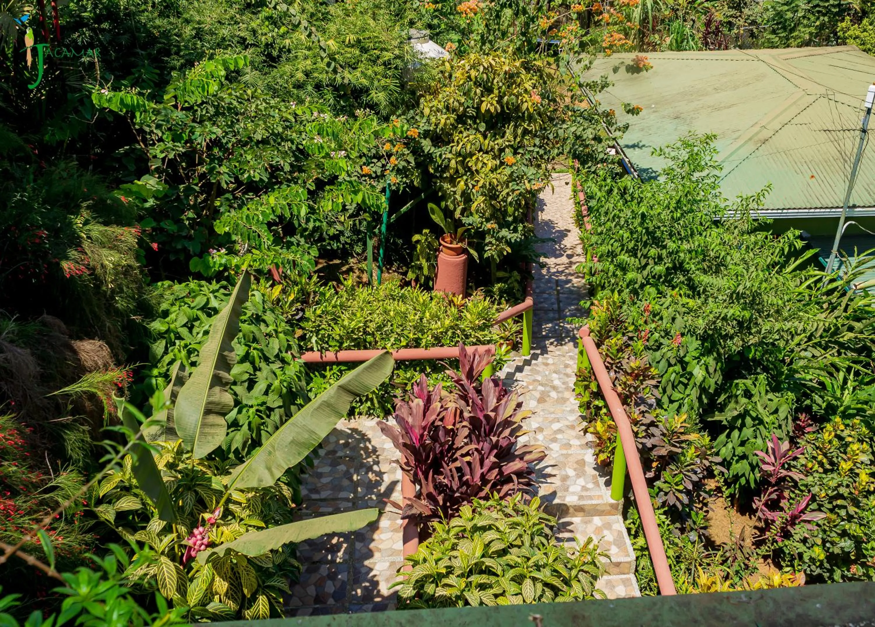 Jacamar Corcovado Drake Bay