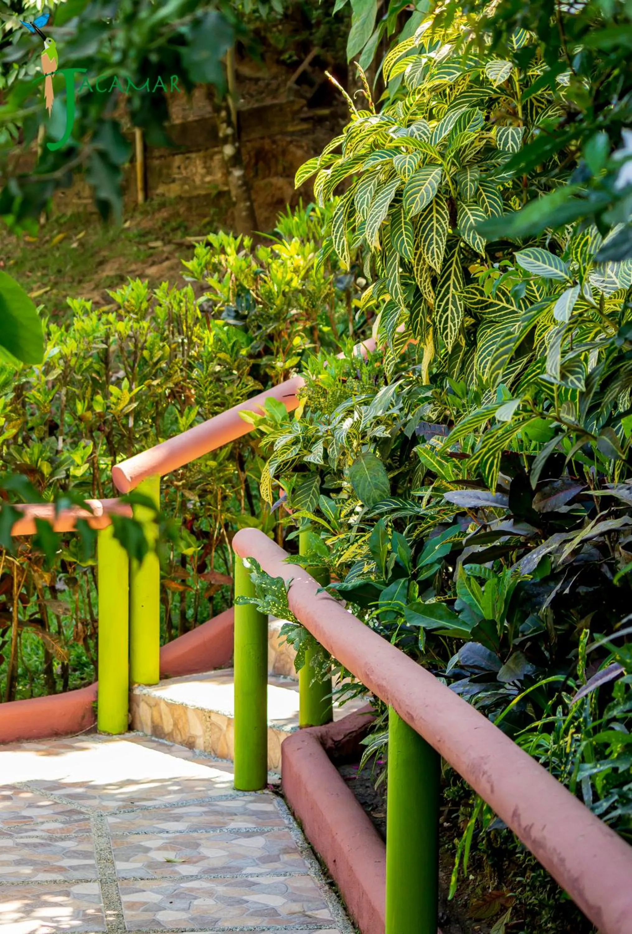 Jacamar Corcovado Drake Bay