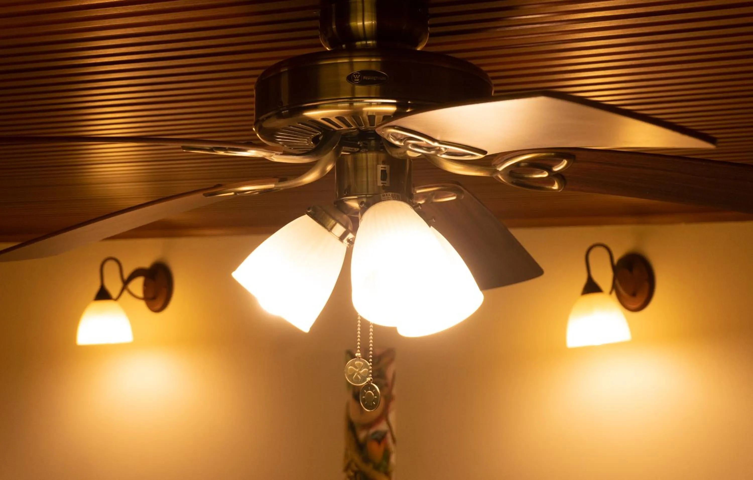 Jacamar Corcovado Drake Bay