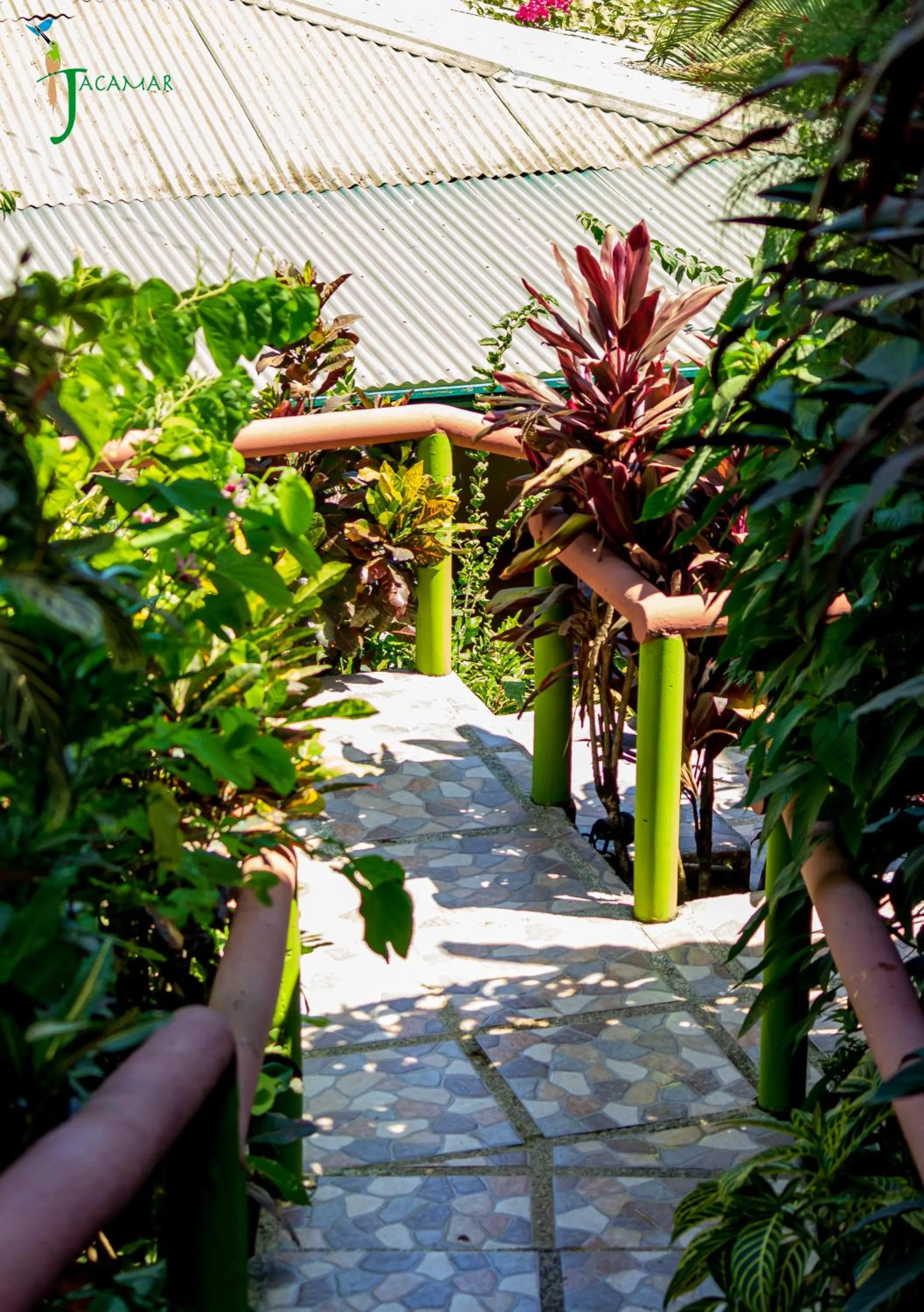 Jacamar Corcovado Drake Bay