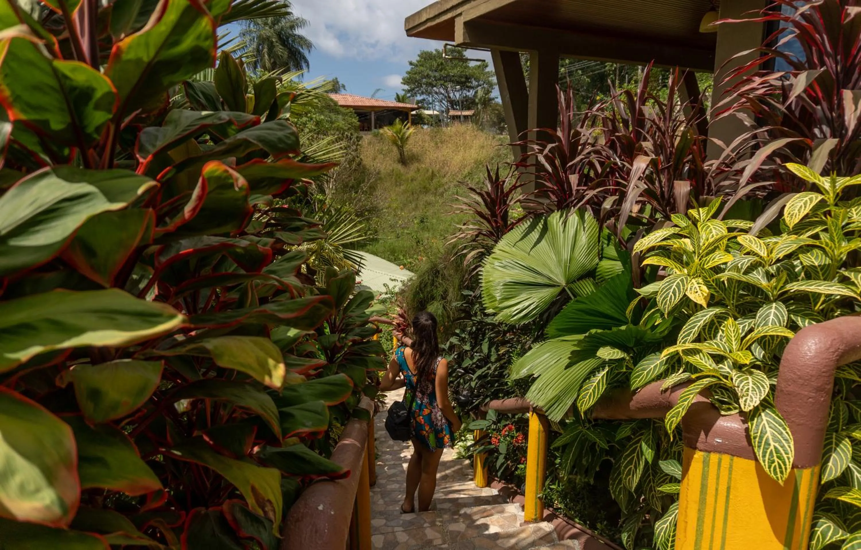 Jacamar Corcovado Drake Bay