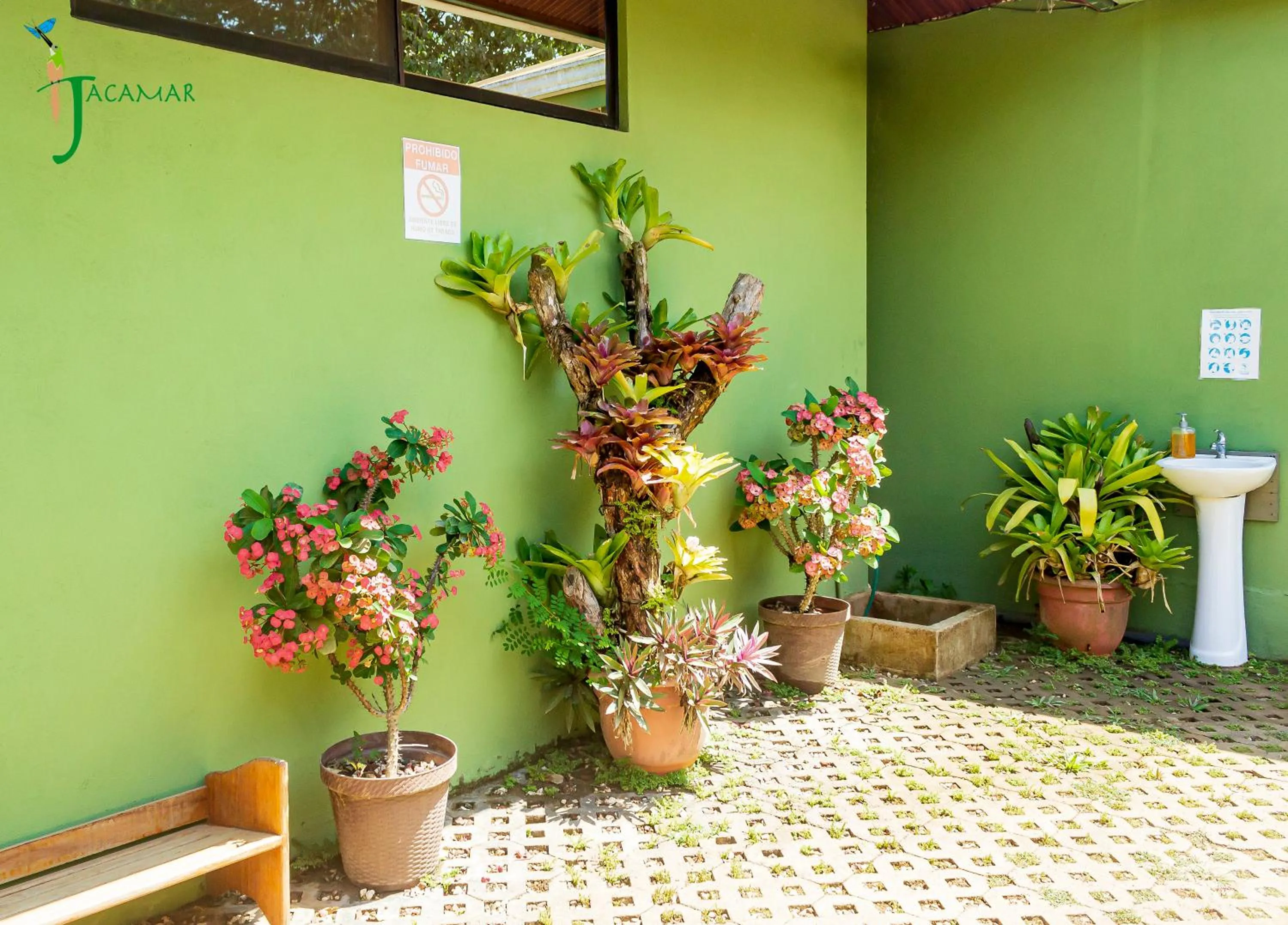 Jacamar Corcovado Drake Bay