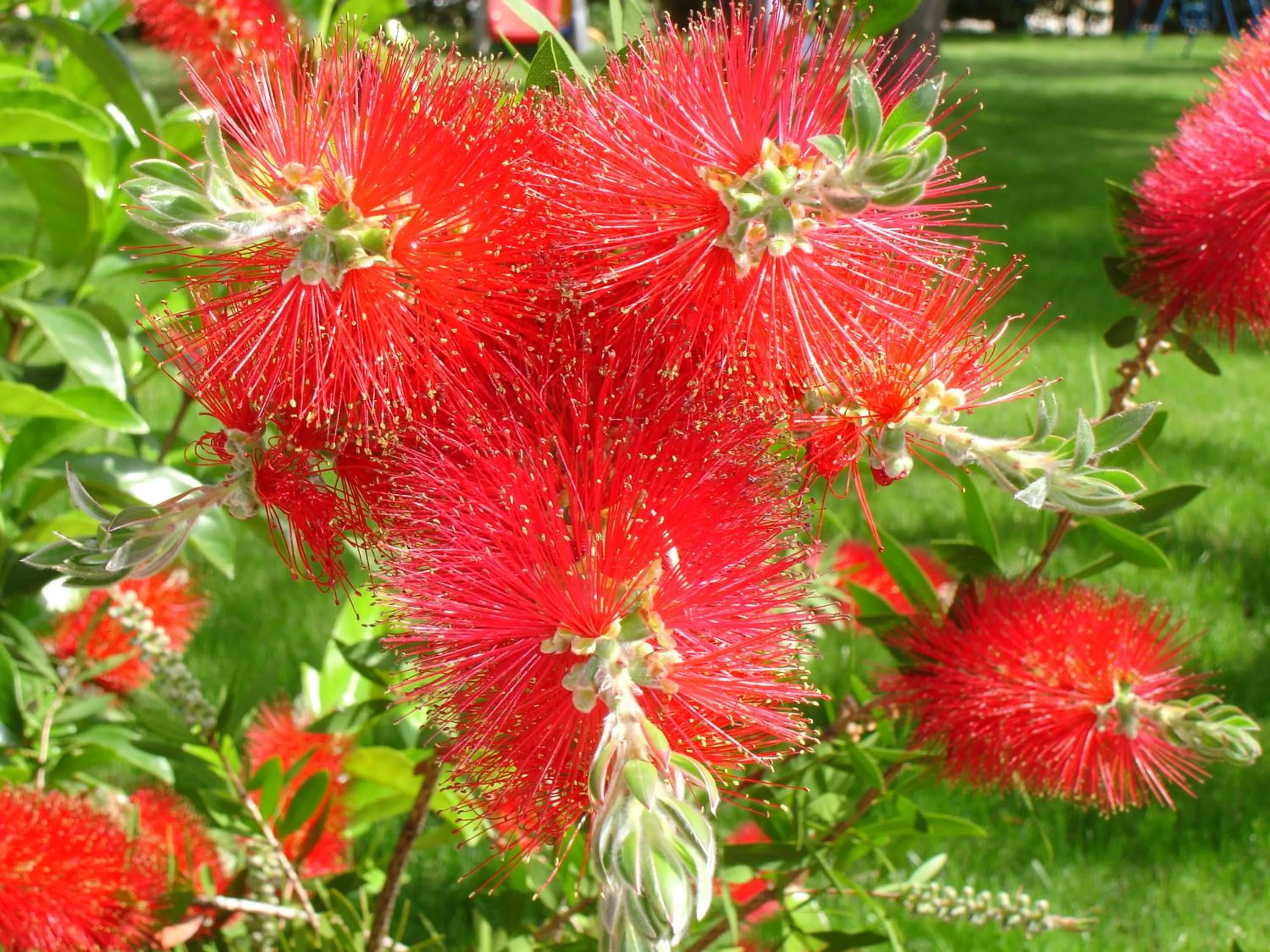 Spring in Baia Degli Aranci Suite & Apartments