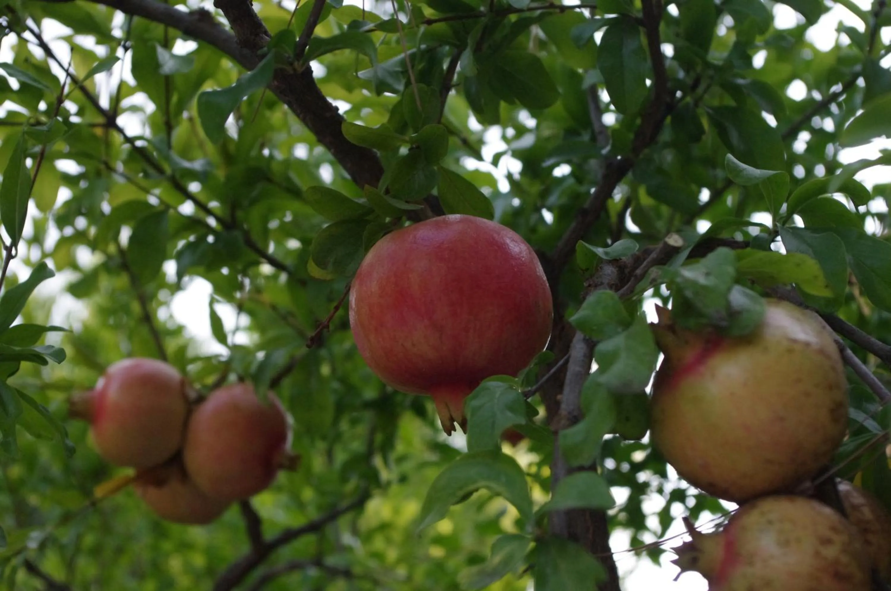 Other in Baia Degli Aranci Suite & Apartments